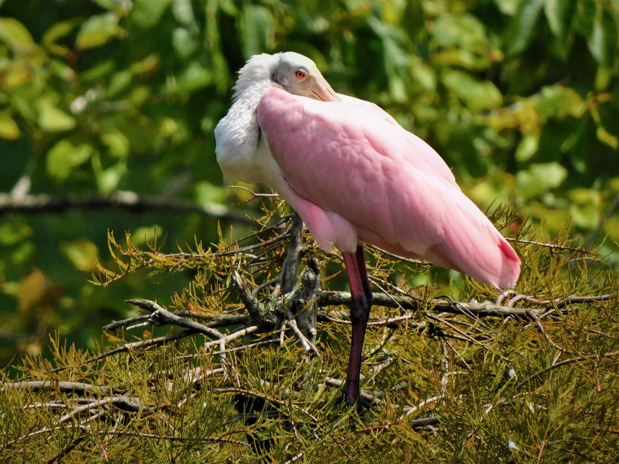 In The Pink — Eva's Birds I View