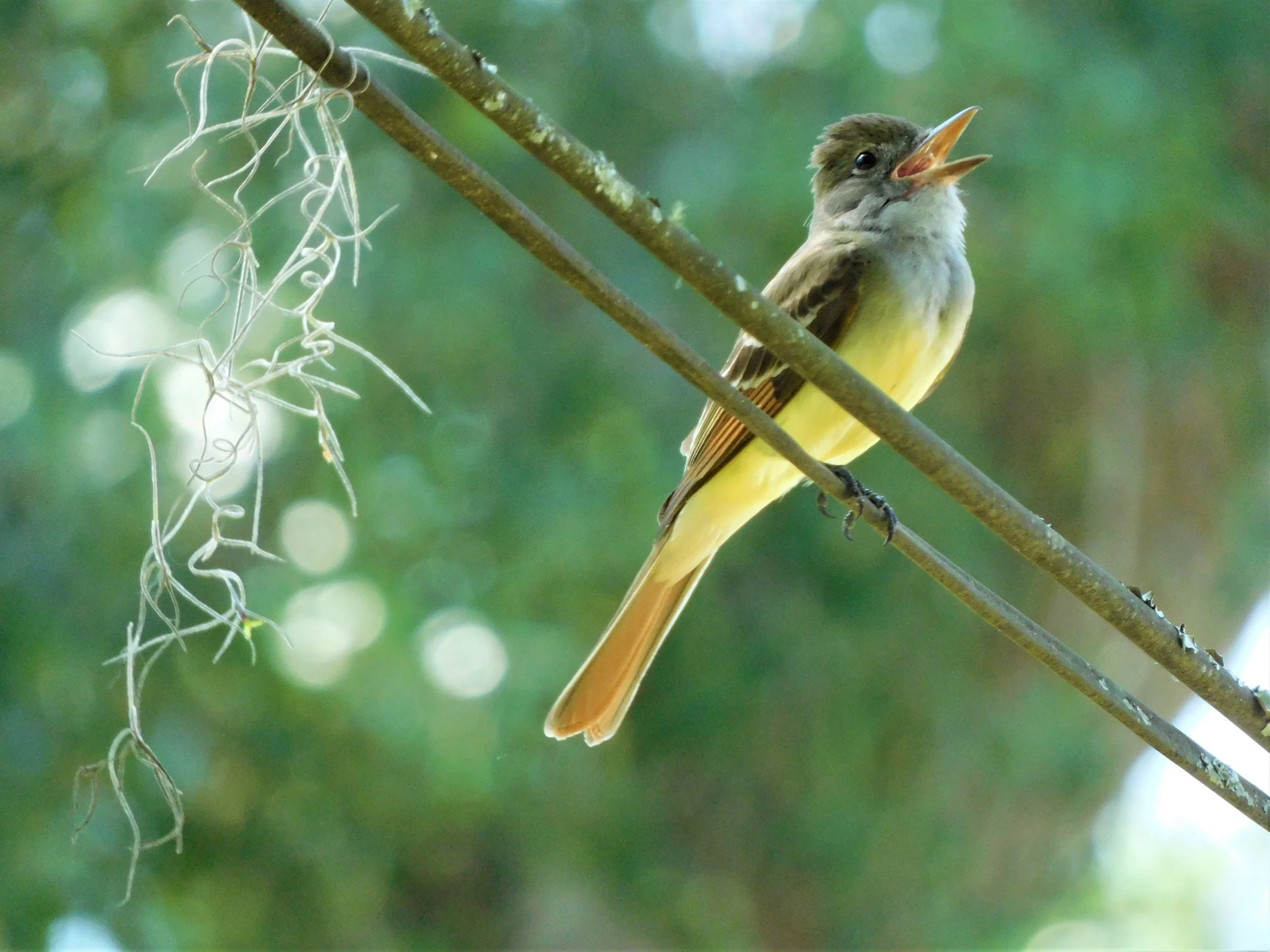 Great Crested Flycatcher singing.JPG