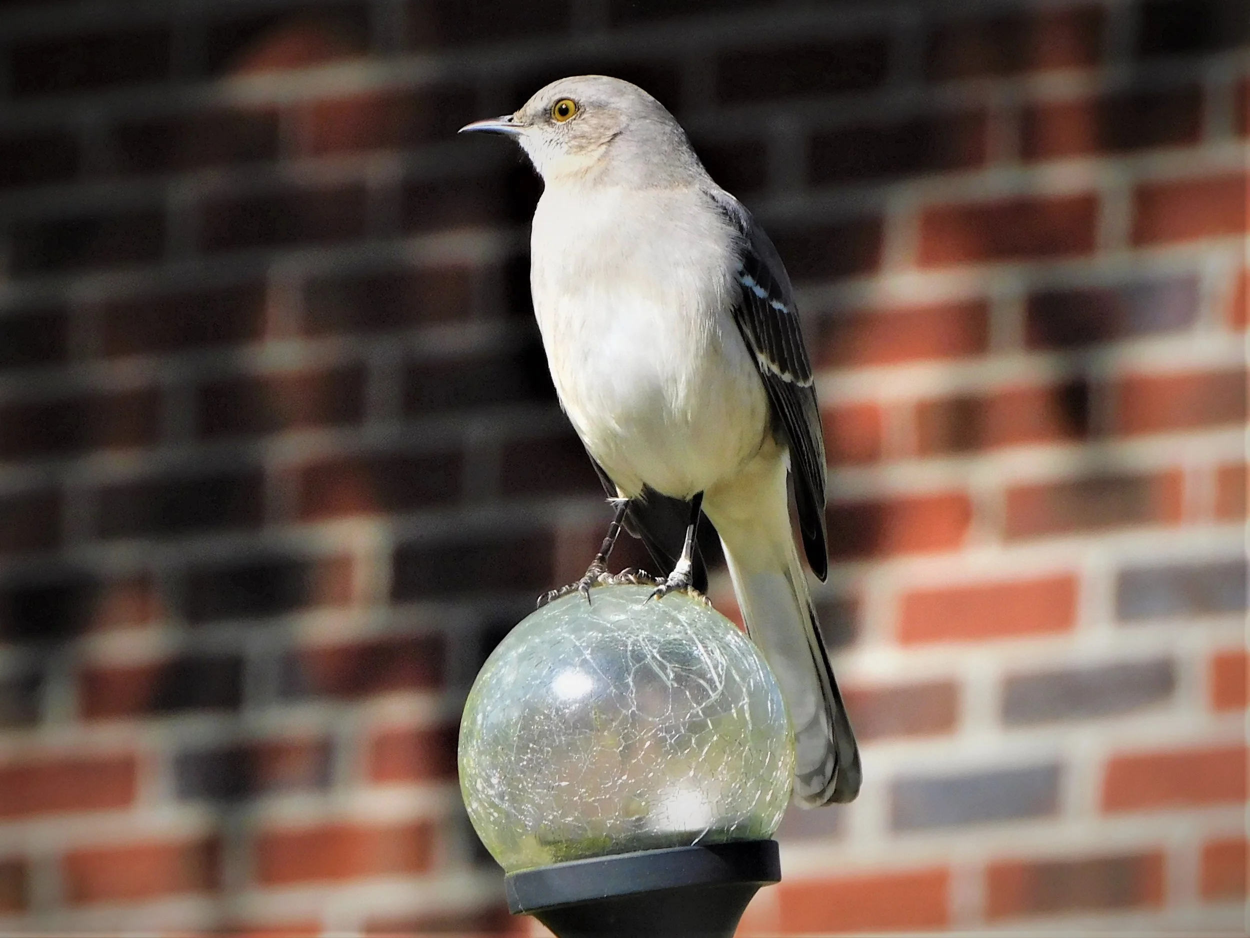 Mockingbird on globe.JPG
