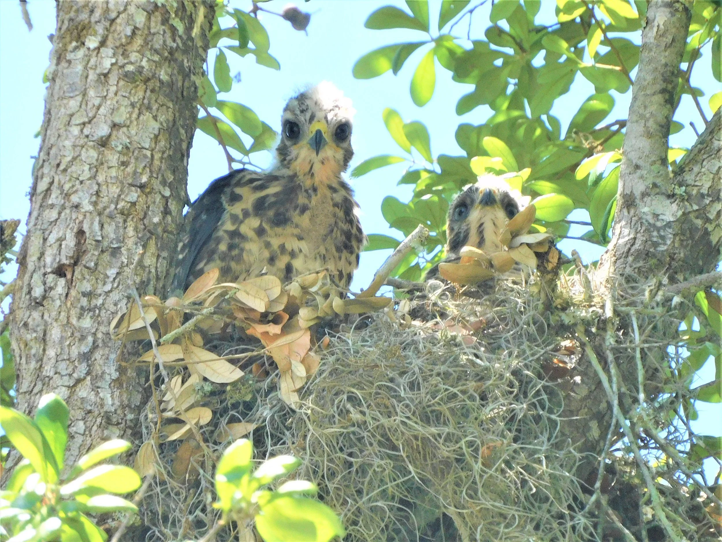 Baby red shouldered hawks in the nest .JPG