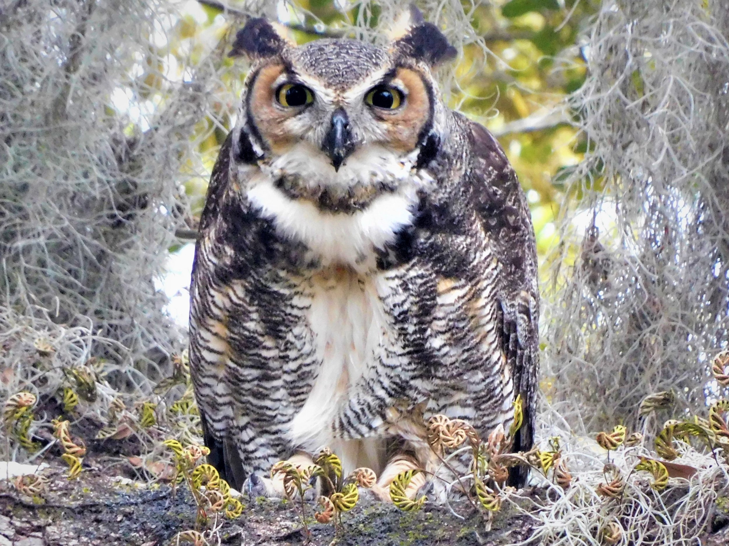 Great Horned Owl named Hal.JPG