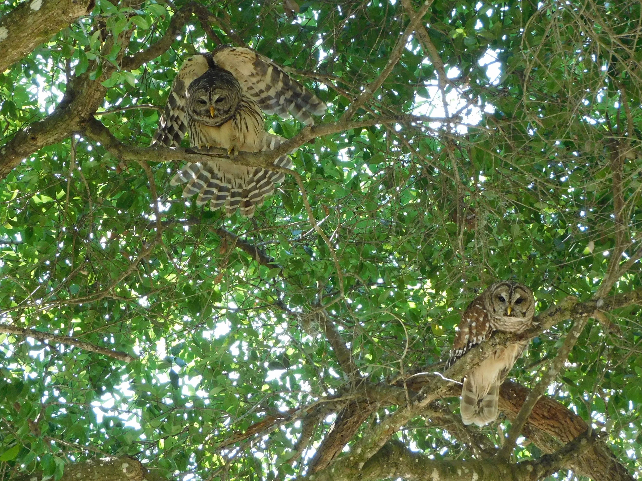 Pair of Barred Owls.JPG
