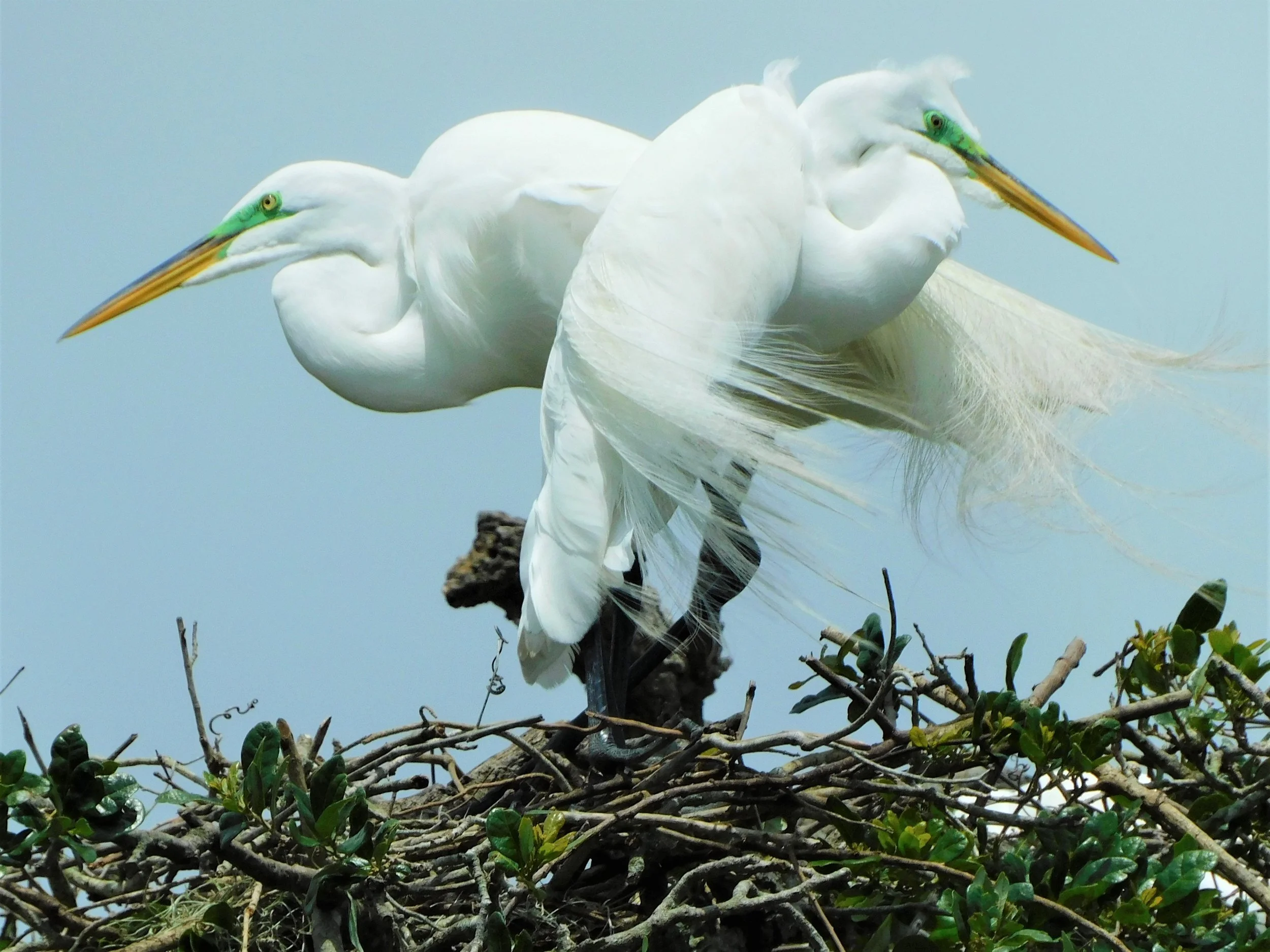 Great Egrets in nest.JPG
