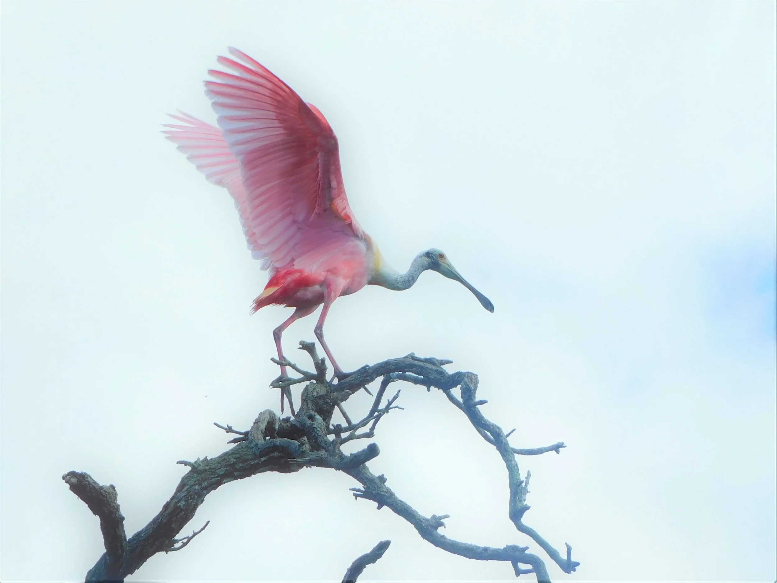 Roseate Spoonbill top of tree.JPG
