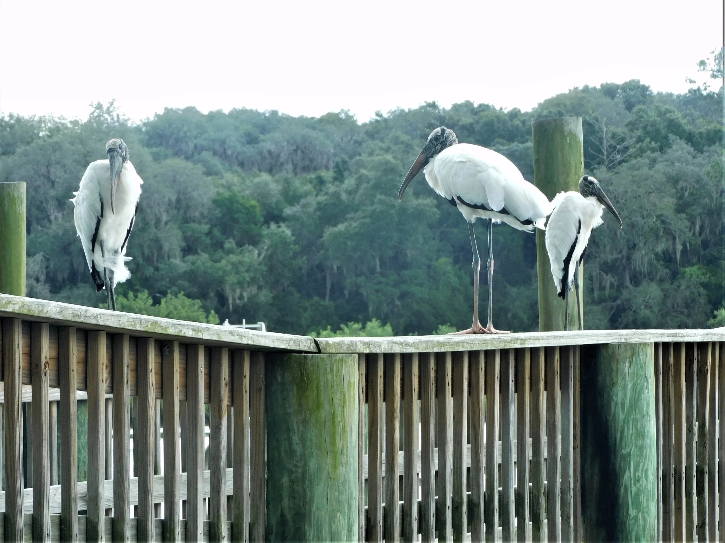 Woodstorks+on+dock.jpg
