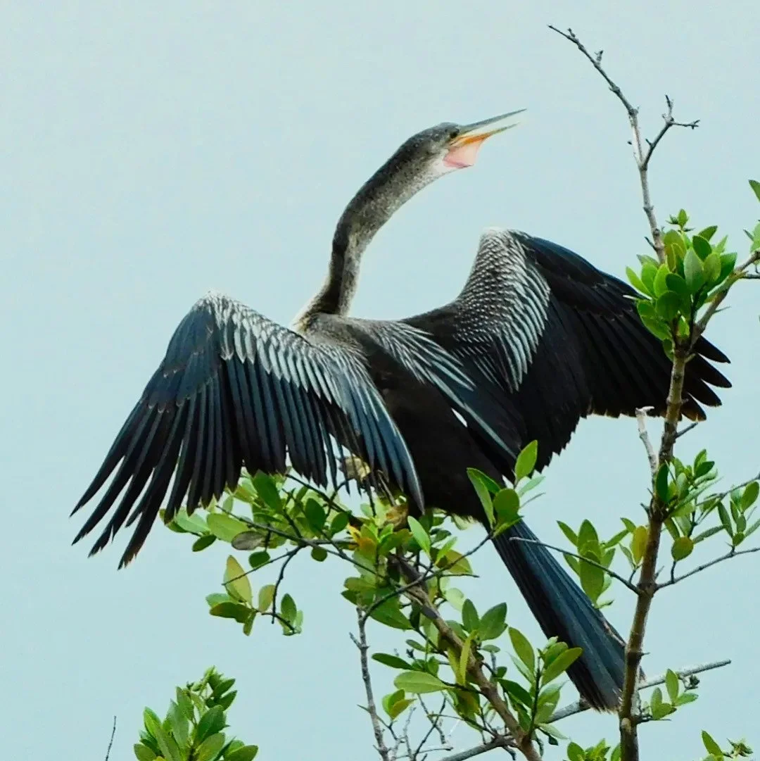 Anhinga.jpeg
