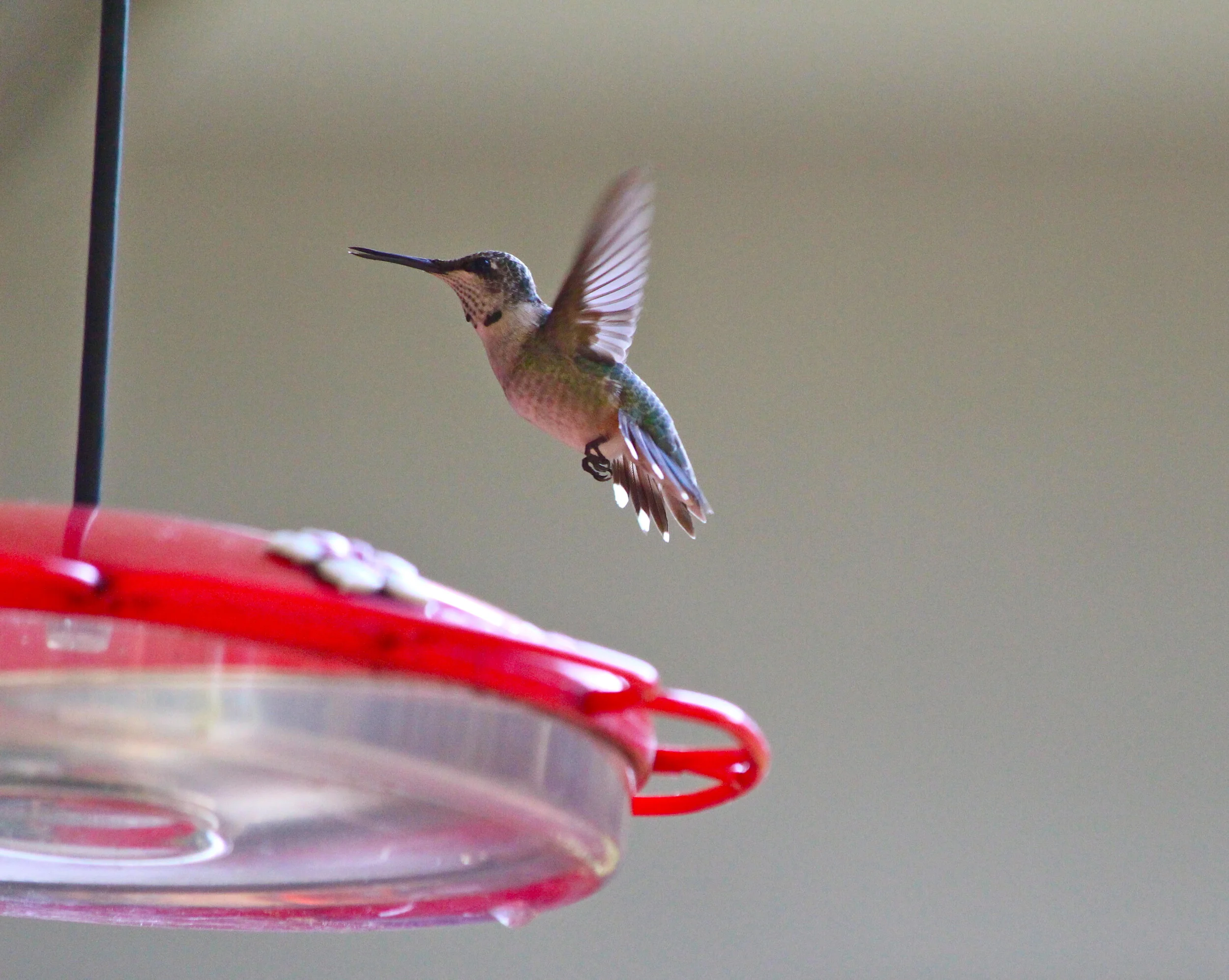 Hummingbird at feeder