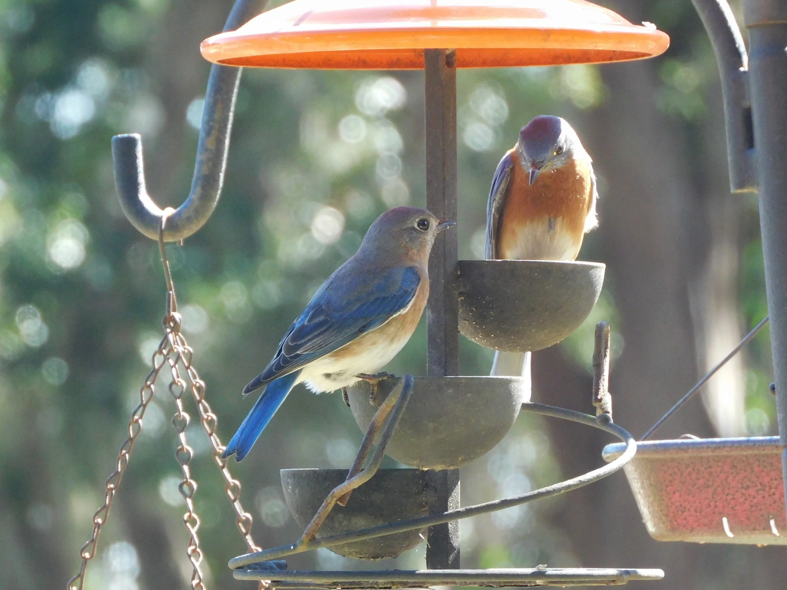 Pair of Bluebirds at feeder