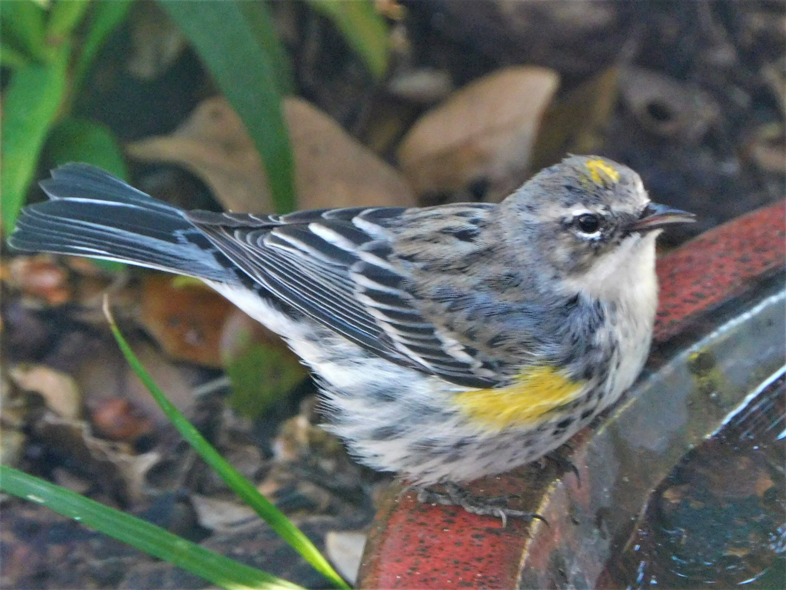 Yellow Rumped Warbler