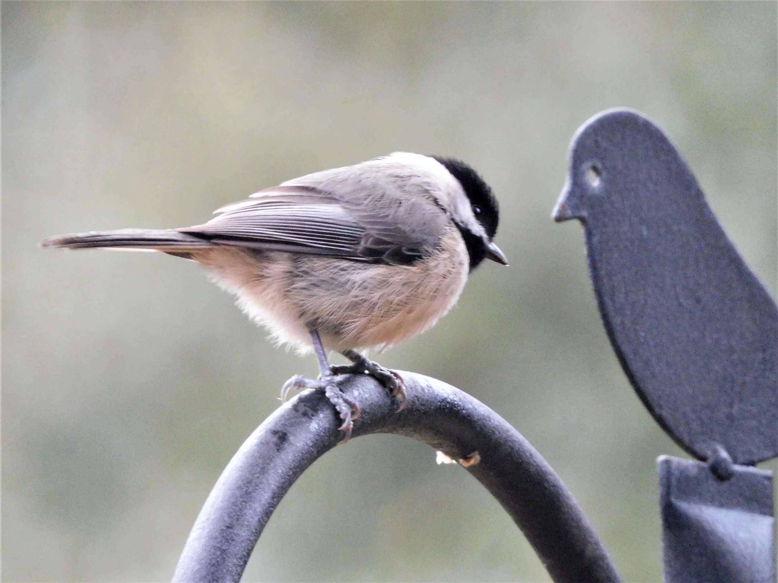Black Capped Chickadee