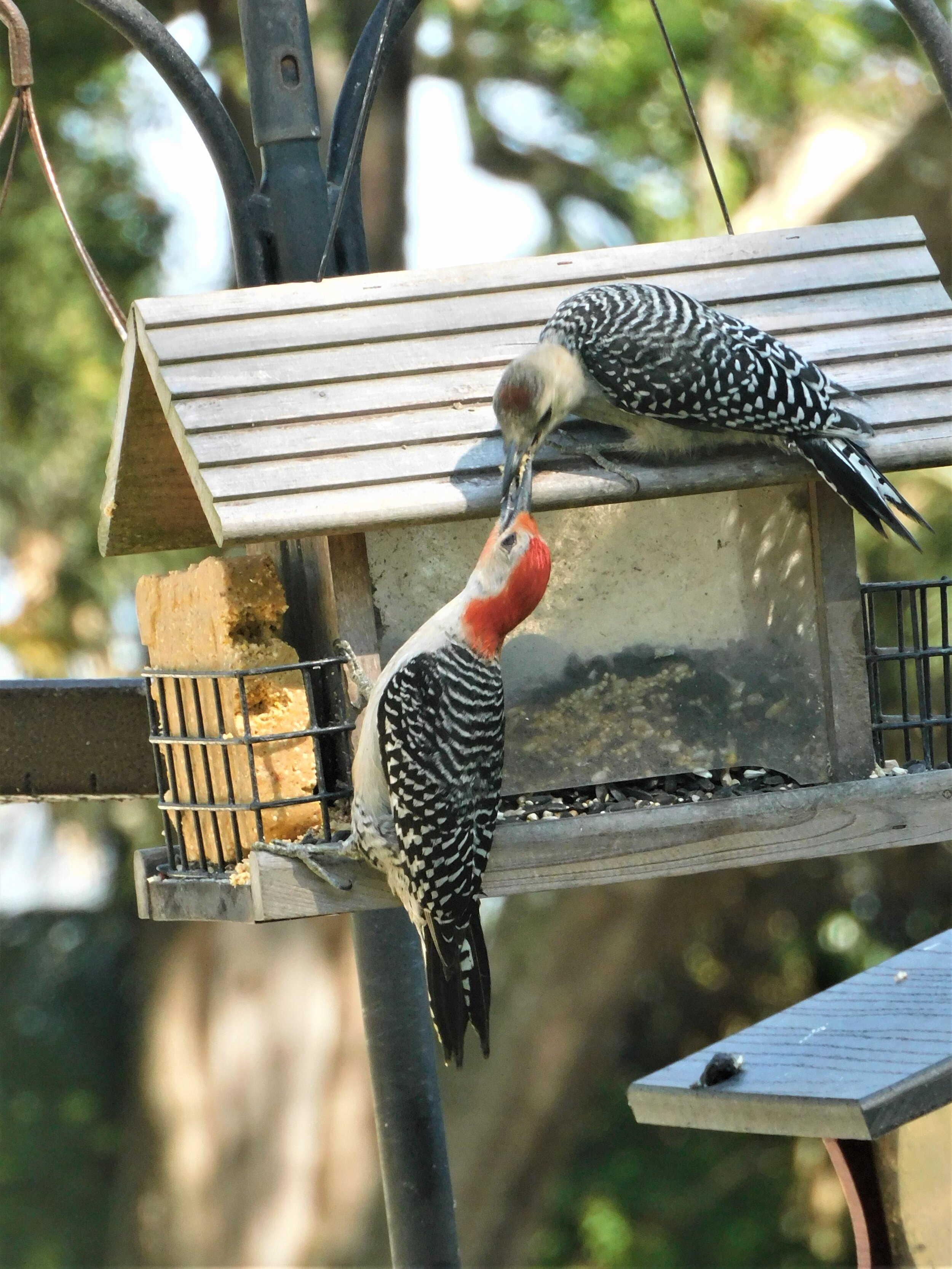 Red Bellied Parent feeding a juvenile