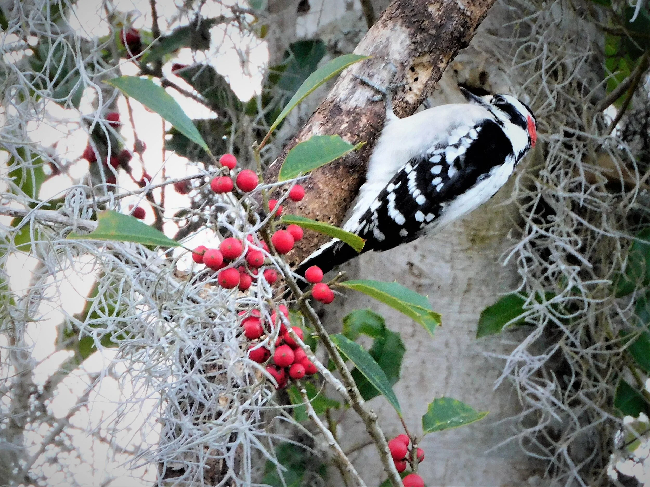Downy Woodpecker and moss