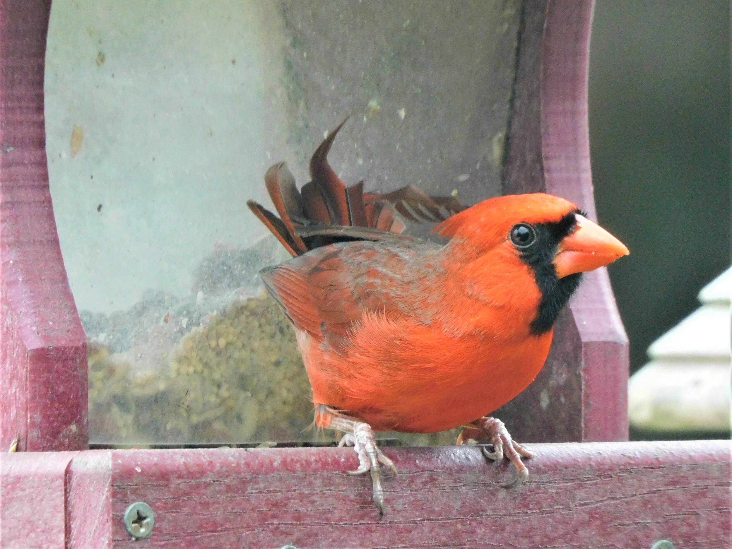 Male Cardinal at feeder