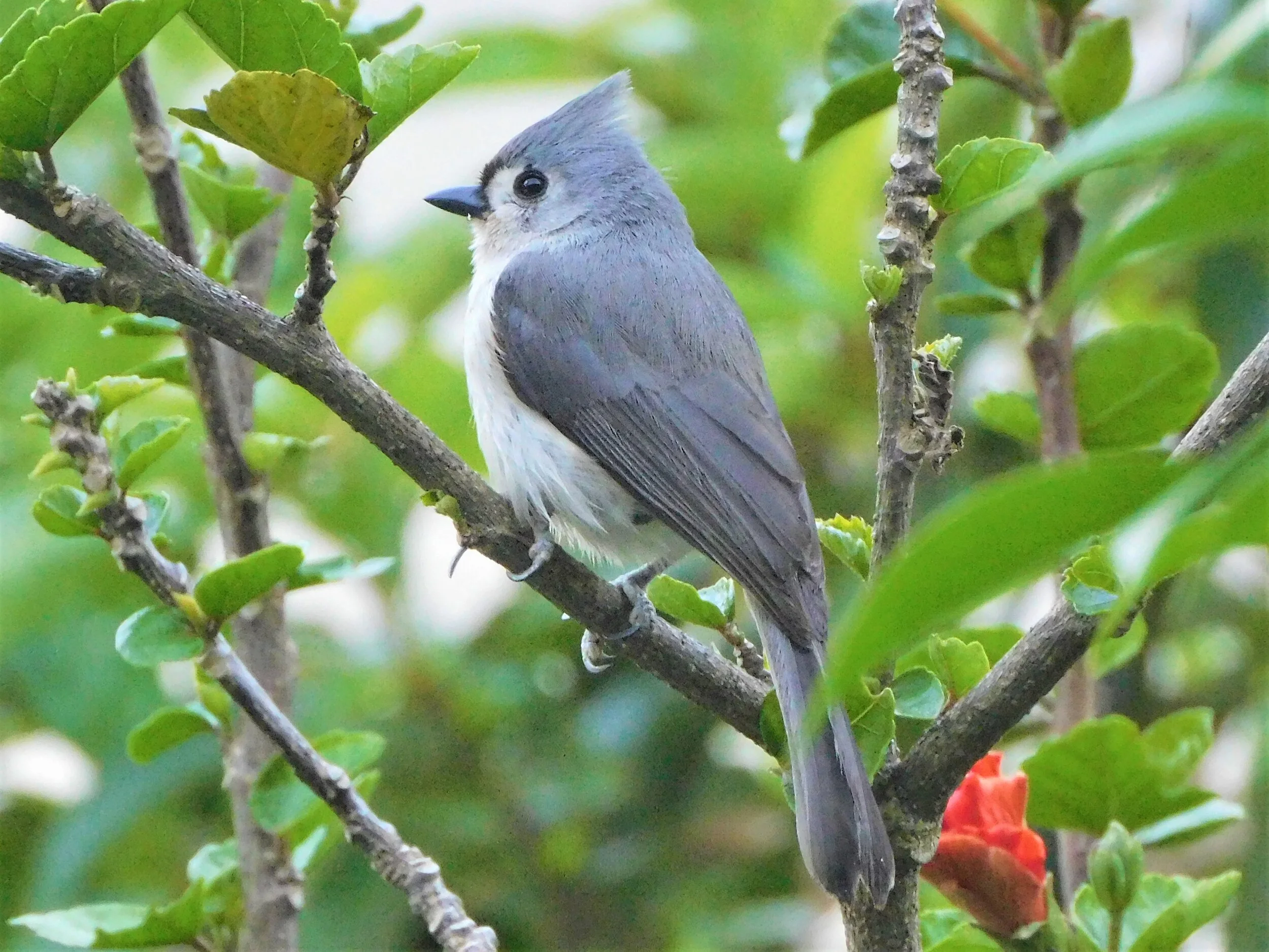 Tufted Titmouse