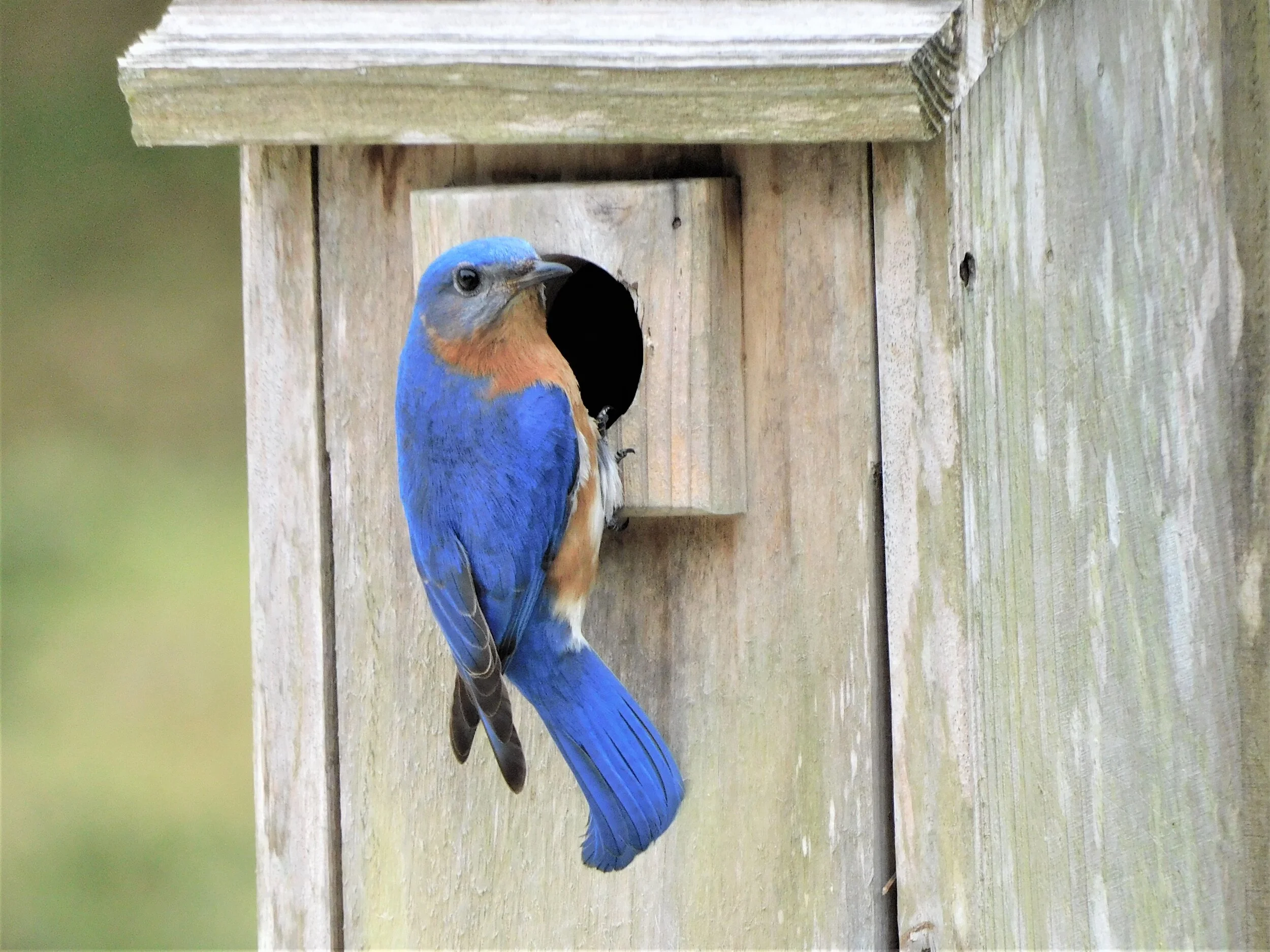 Bluebird male at box 2