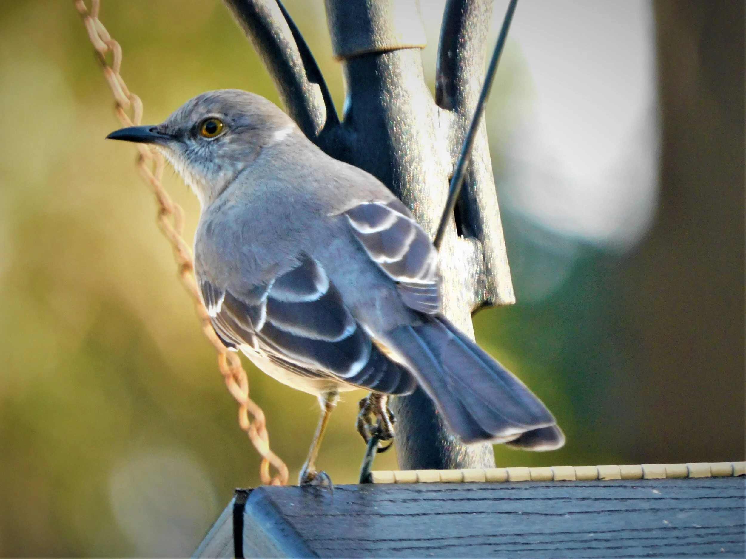 Mockingbird at feeder