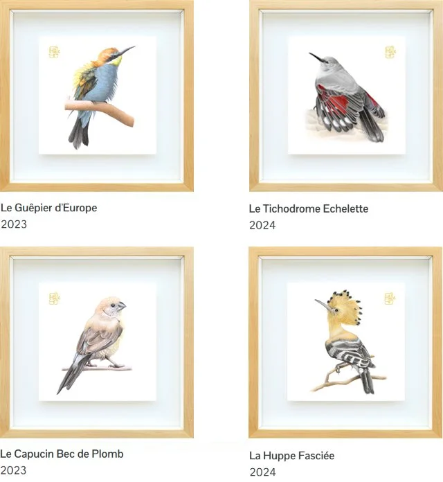 Les oiseaux du Sud