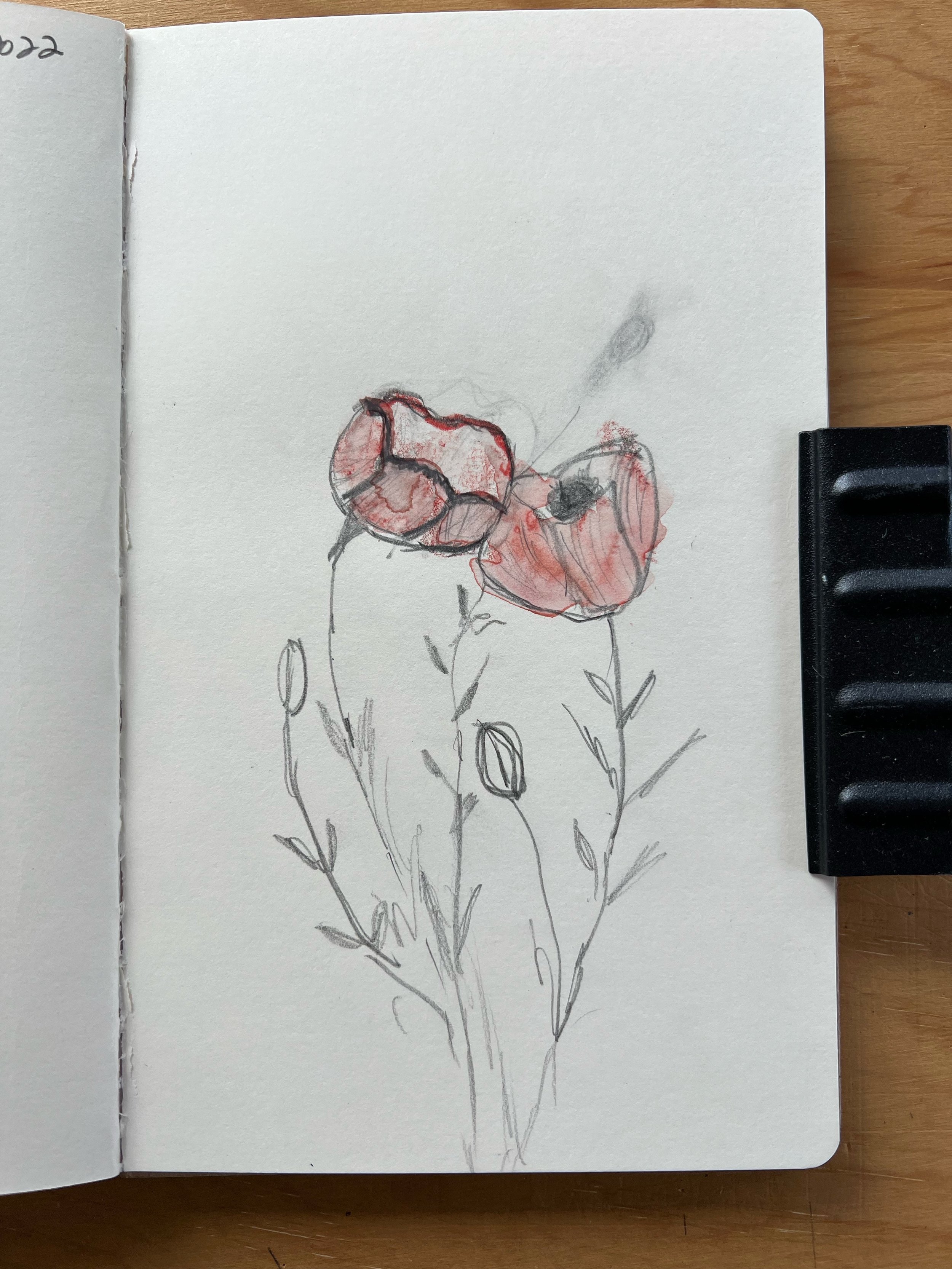 June 3, 2022 - Poppies from the garden