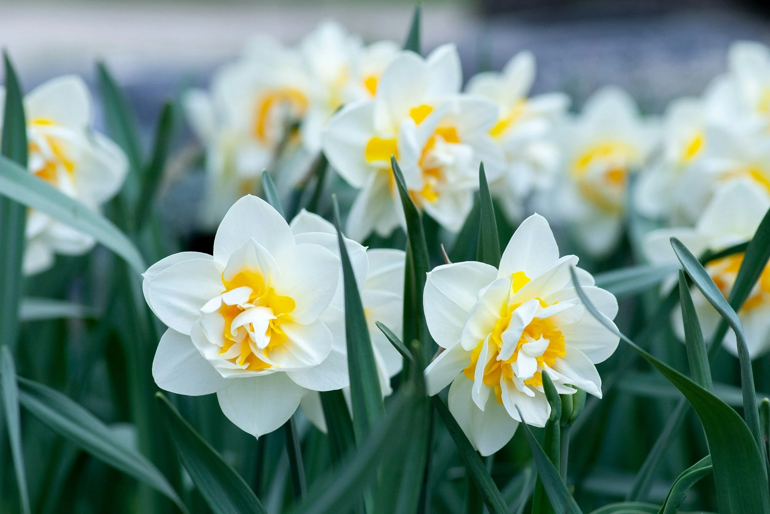 Close up of double daffodils in a field