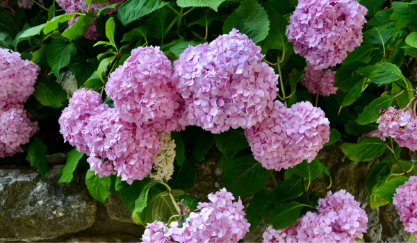 Five flowers for a Bridgerton inspired wedding