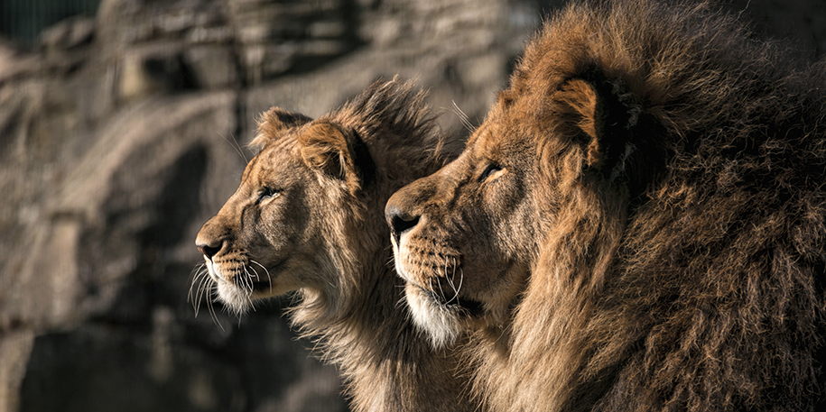 lion-profiles-blackpool-zoo_0.png
