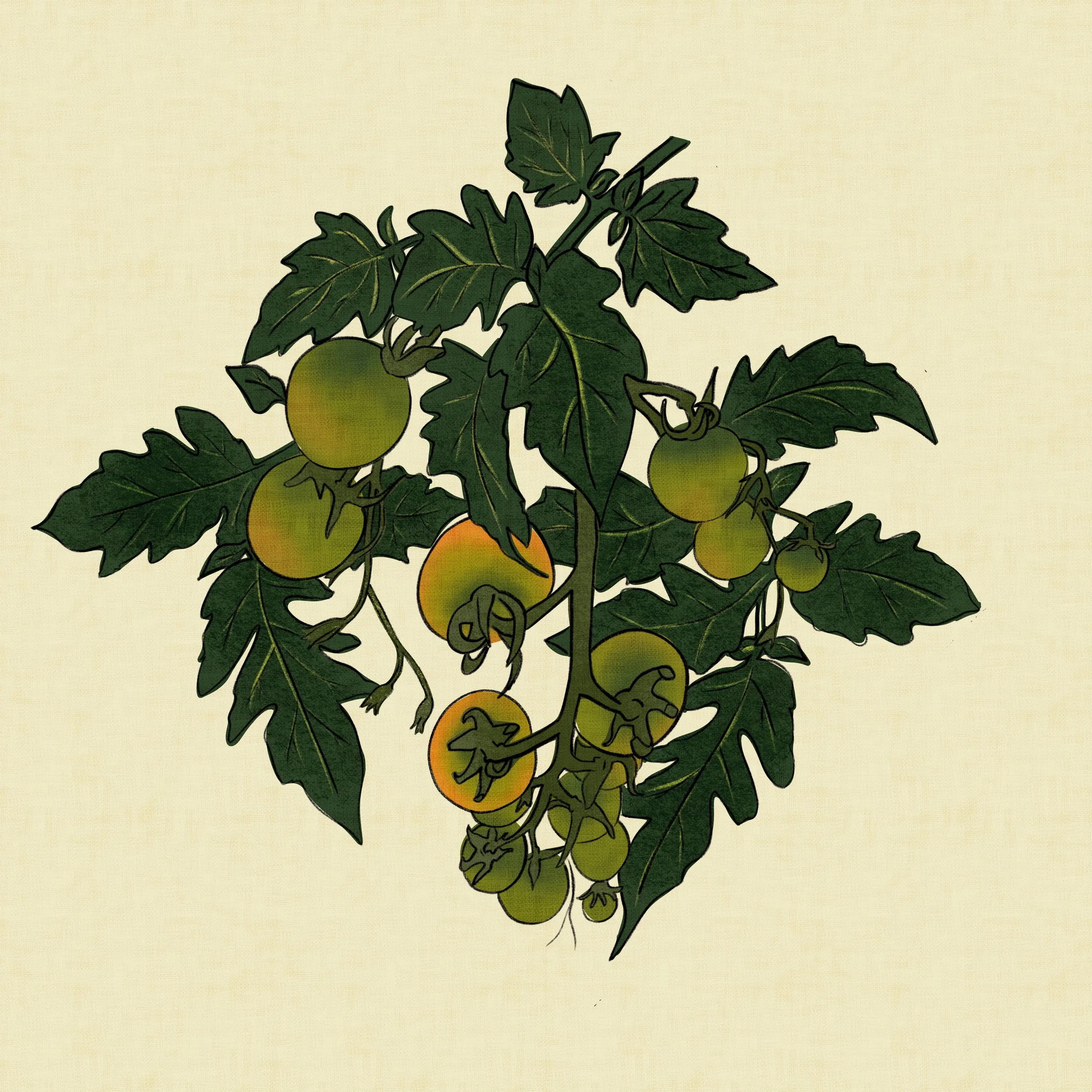 This is the plant before the harvest — heavy with fruit still finding its colour, somewhere between green and the first blush of orange. A single cherry tomato vine fills the frame, painted in deep forest greens with that particular warmth that comes