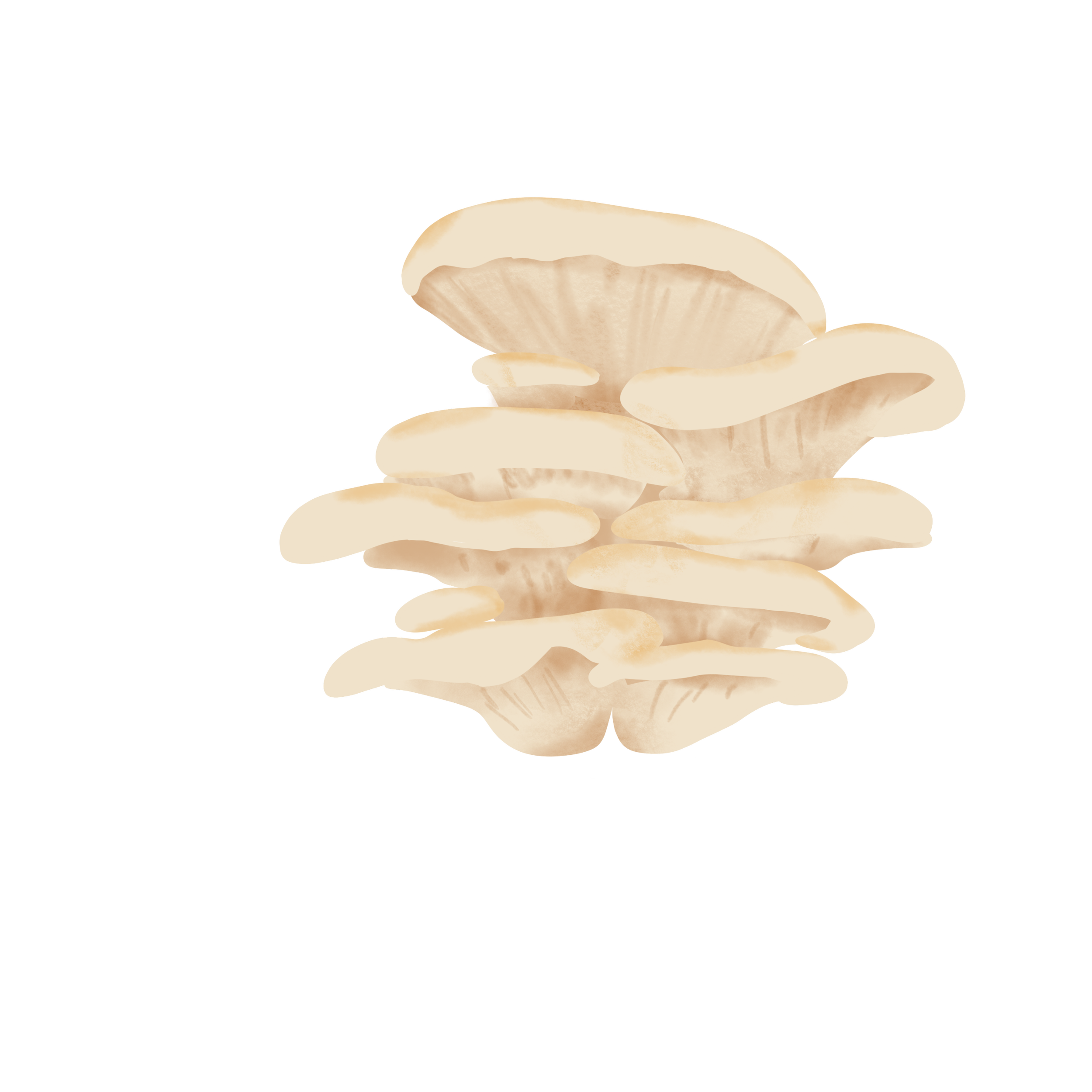 Mushroom_4.png