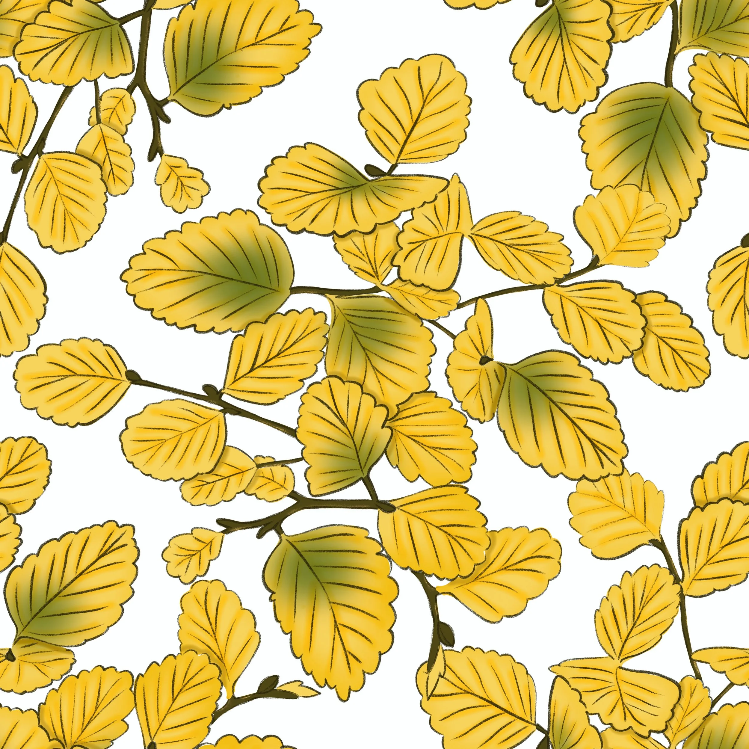 This is the moment southern Tasmania holds its breath — the fagus at peak turn, every leaf a wash of warm gold fading into olive green at the centre, each one traced with dark veining like a hand-drawn map of the season. The branches wind loosely acr