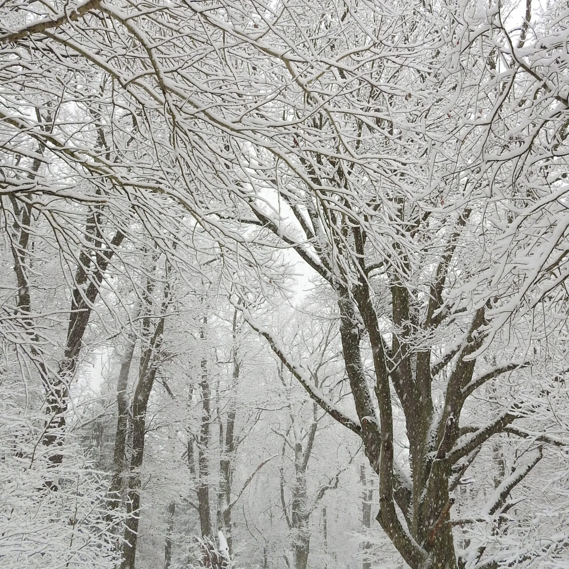 February 24, 2026 Council Meeting