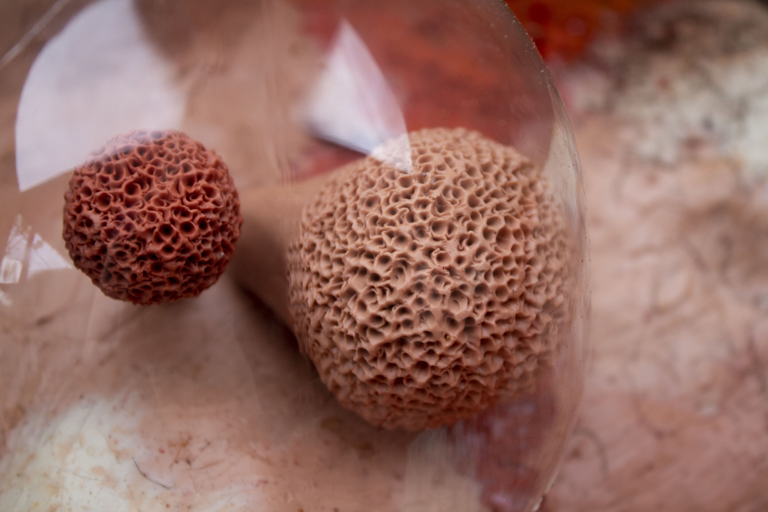 Spore Flower-5.jpg