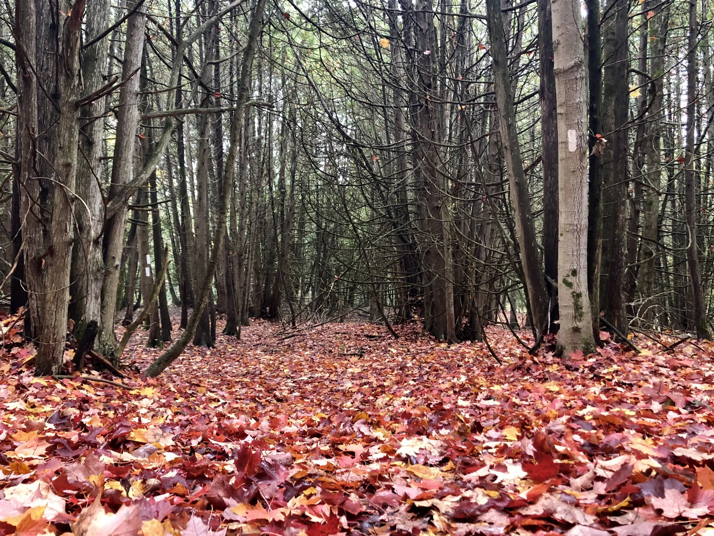 gratitude for growth