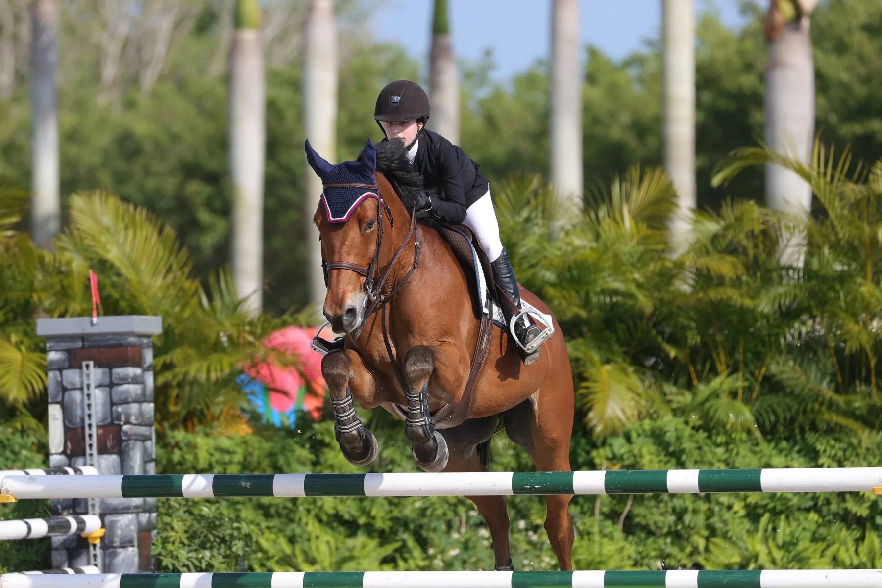 WEF Week 8 Newsletter — Beacon Hill Show Stables