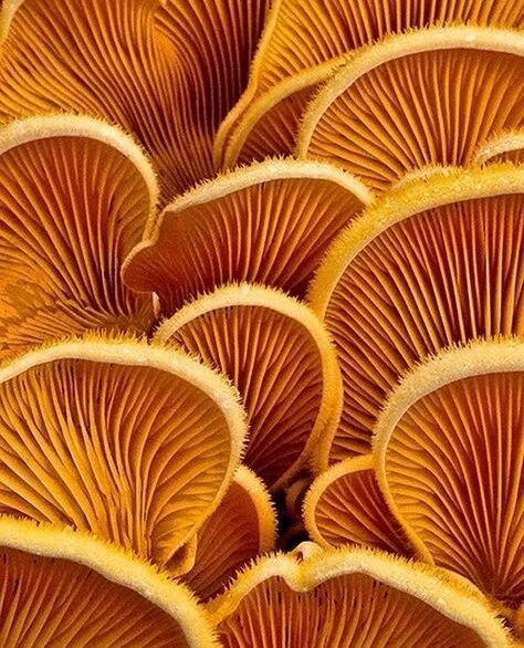 Unlock the Secrets of Organic Growth on Instagram! 🌱✨⁠
⁠
Looking to take your Instagram game to the next level? Say goodbye to paid promotions and hello to authentic engagement. Our expert social media management team has curated foolproof strategie