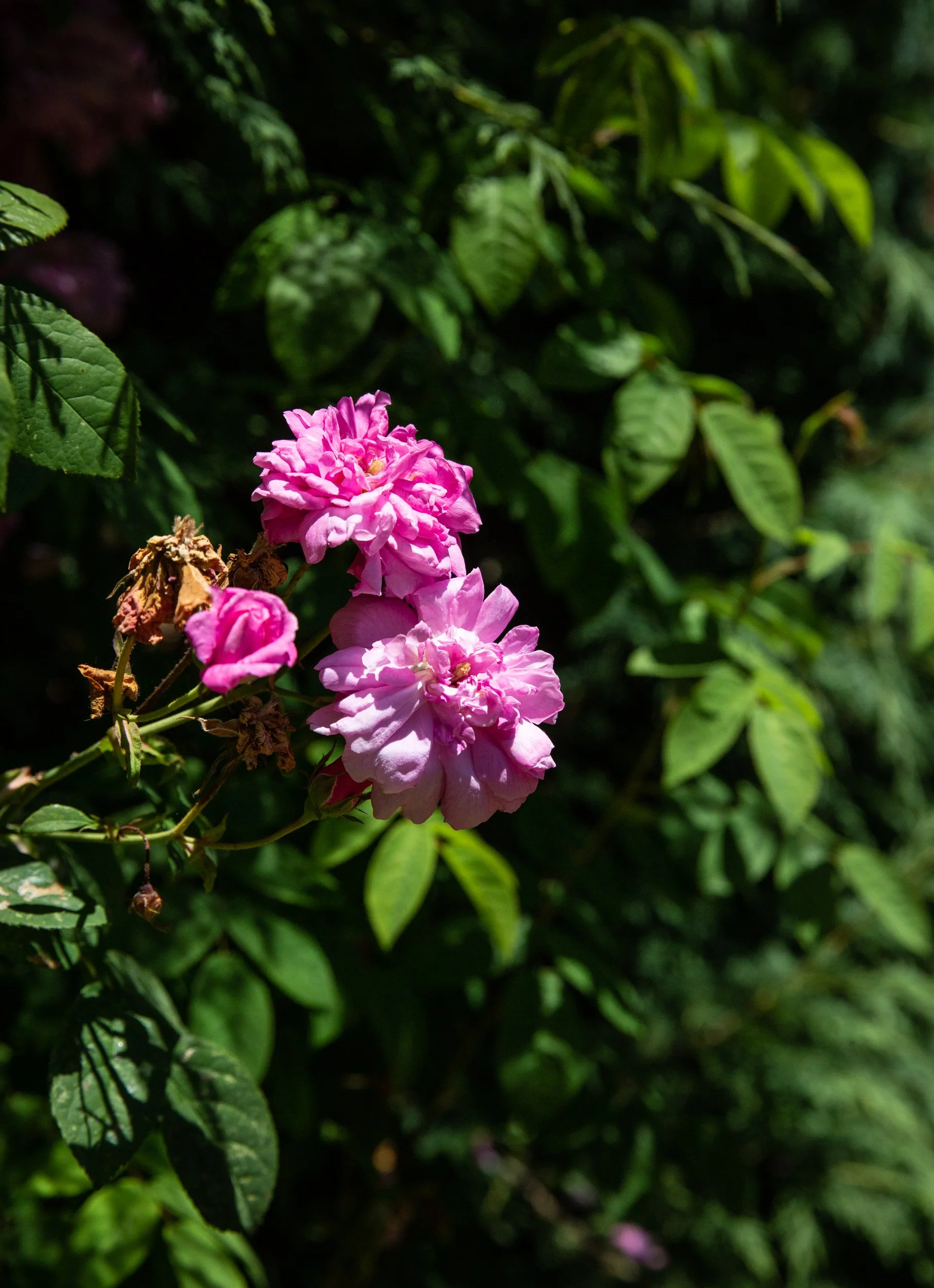 Bolinas-WMarinFiddleCamp-Summer2023-LisaBermanPhoto-2149 2.jpg