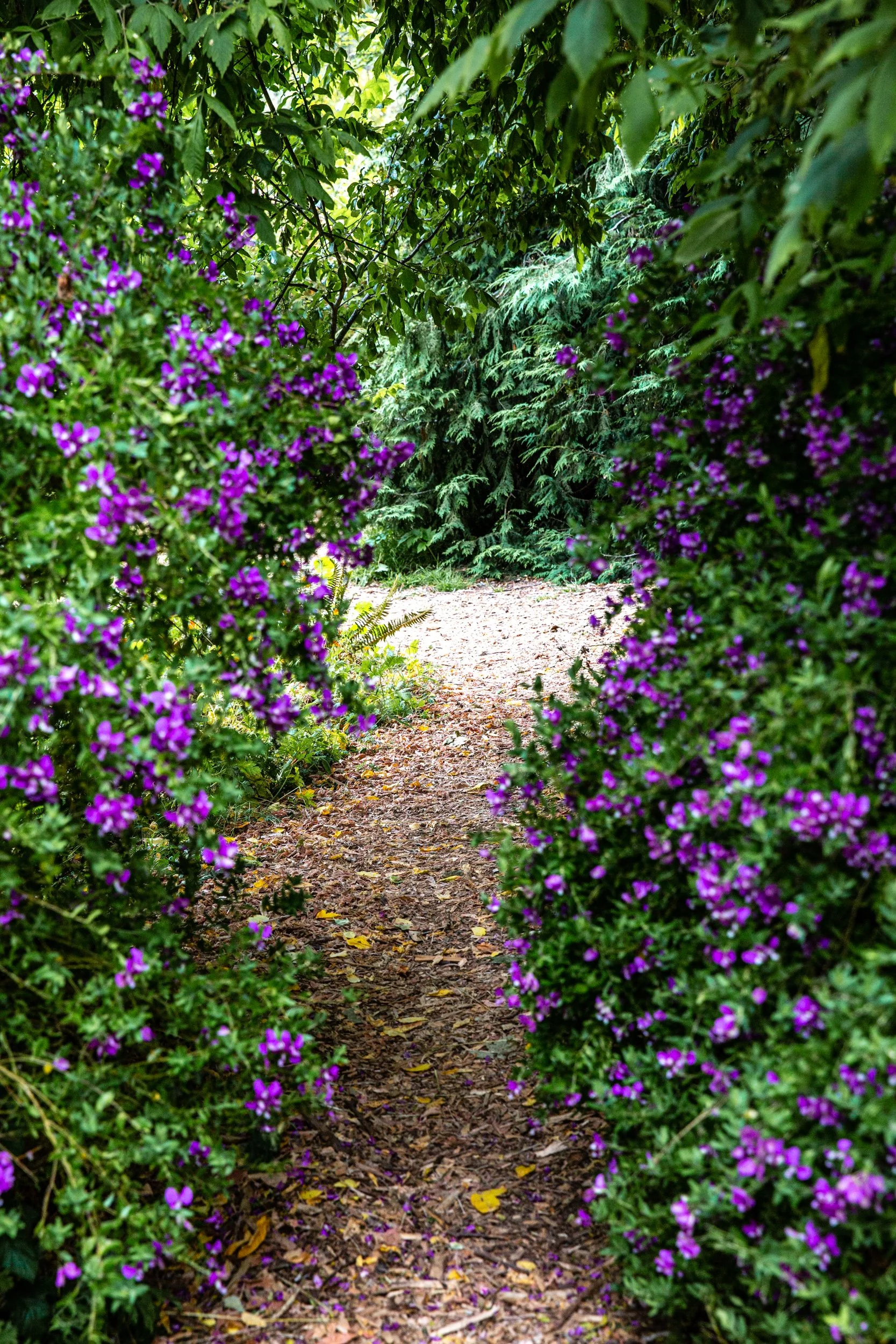 Bolinas-WMarinFiddleCamp-Summer2023-LisaBermanPhoto-2473.jpg