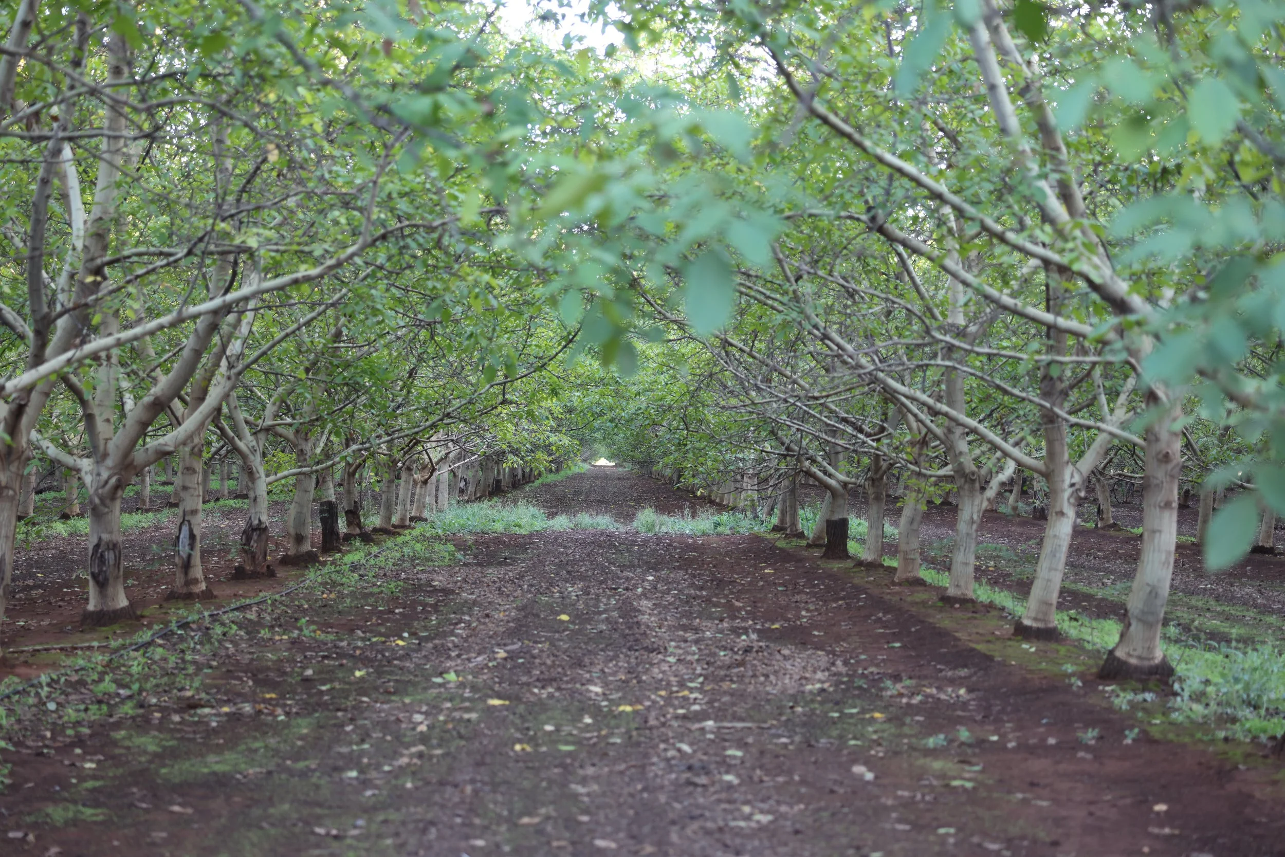 Walnut shells are thermally treated to create Terix Nutshell Biochar