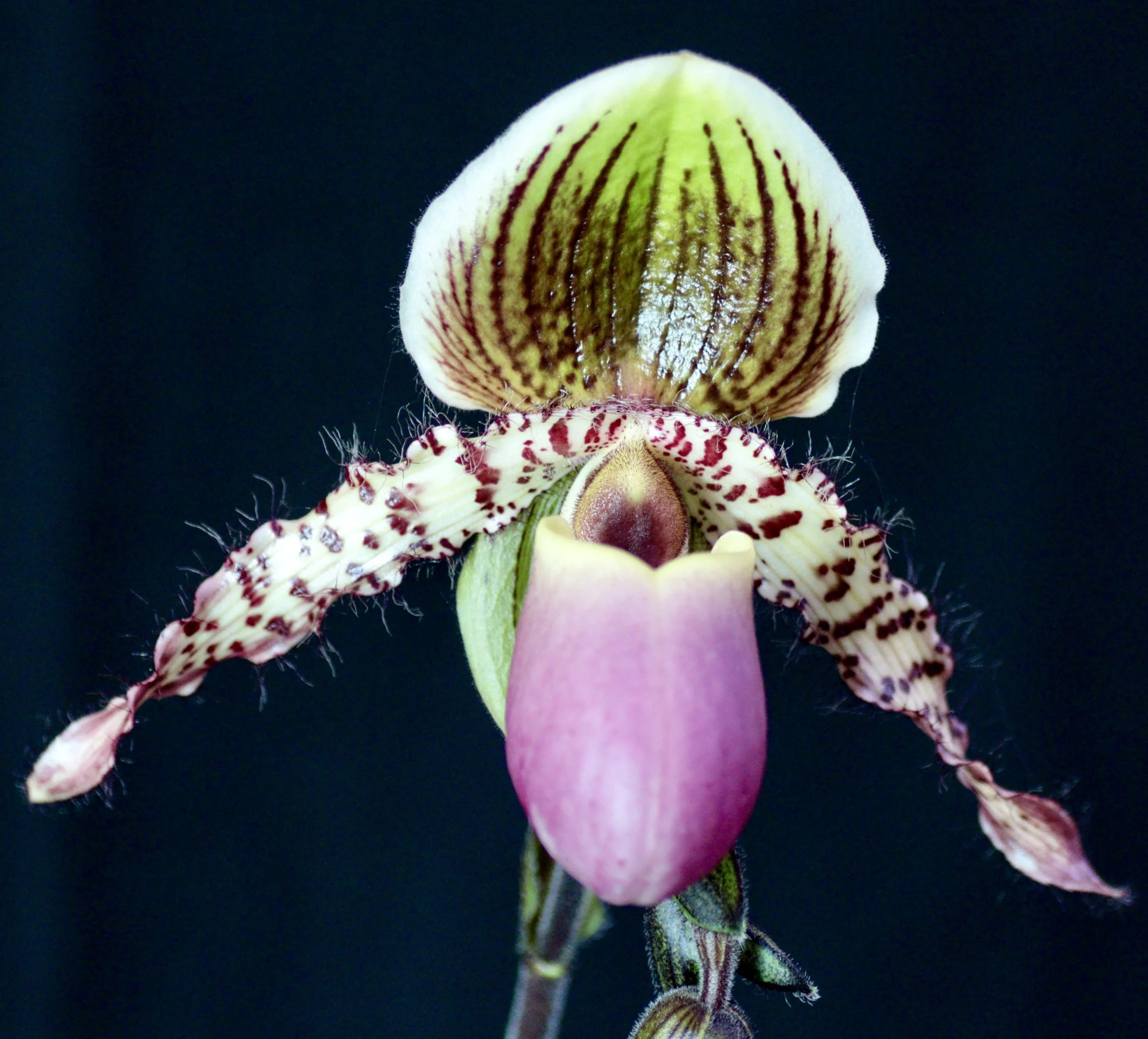 Paph.Yongala  ‘Rock and Roll’