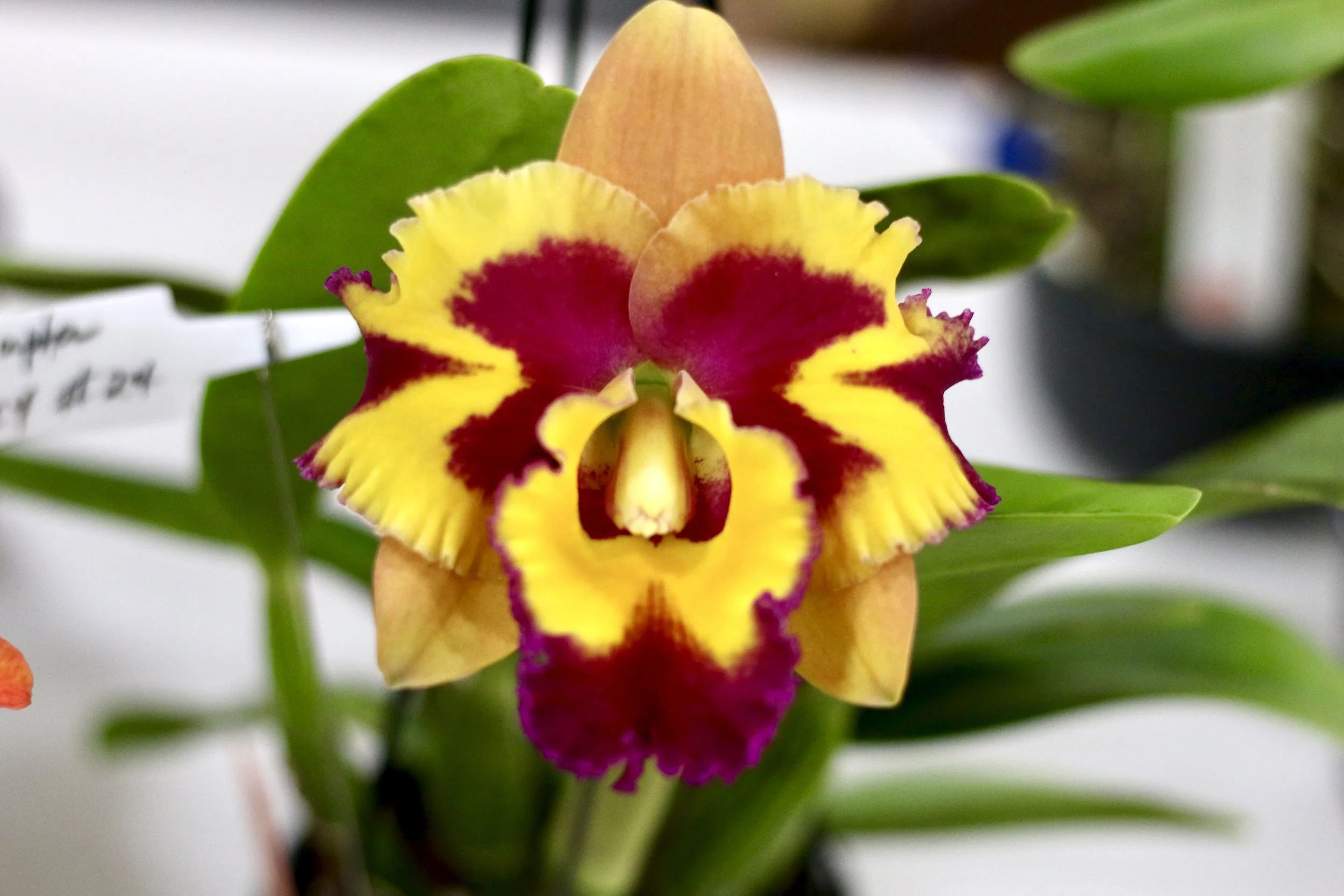 Events — Nambour Orchid Society
