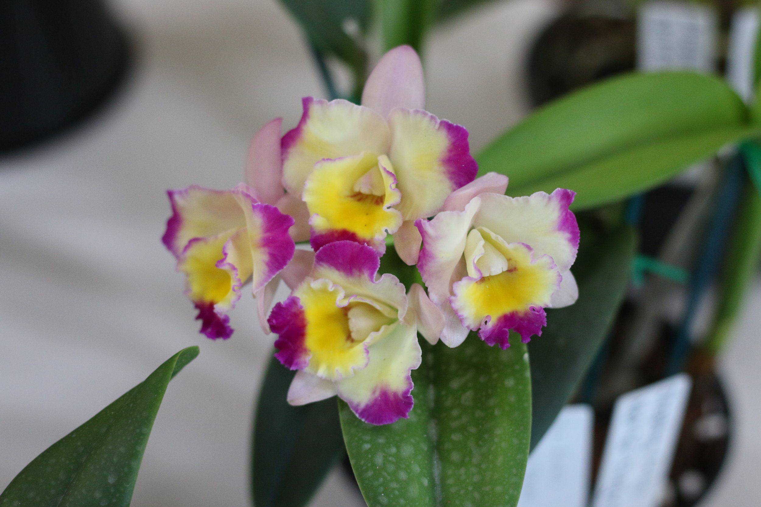 Maryborough Orchid Show