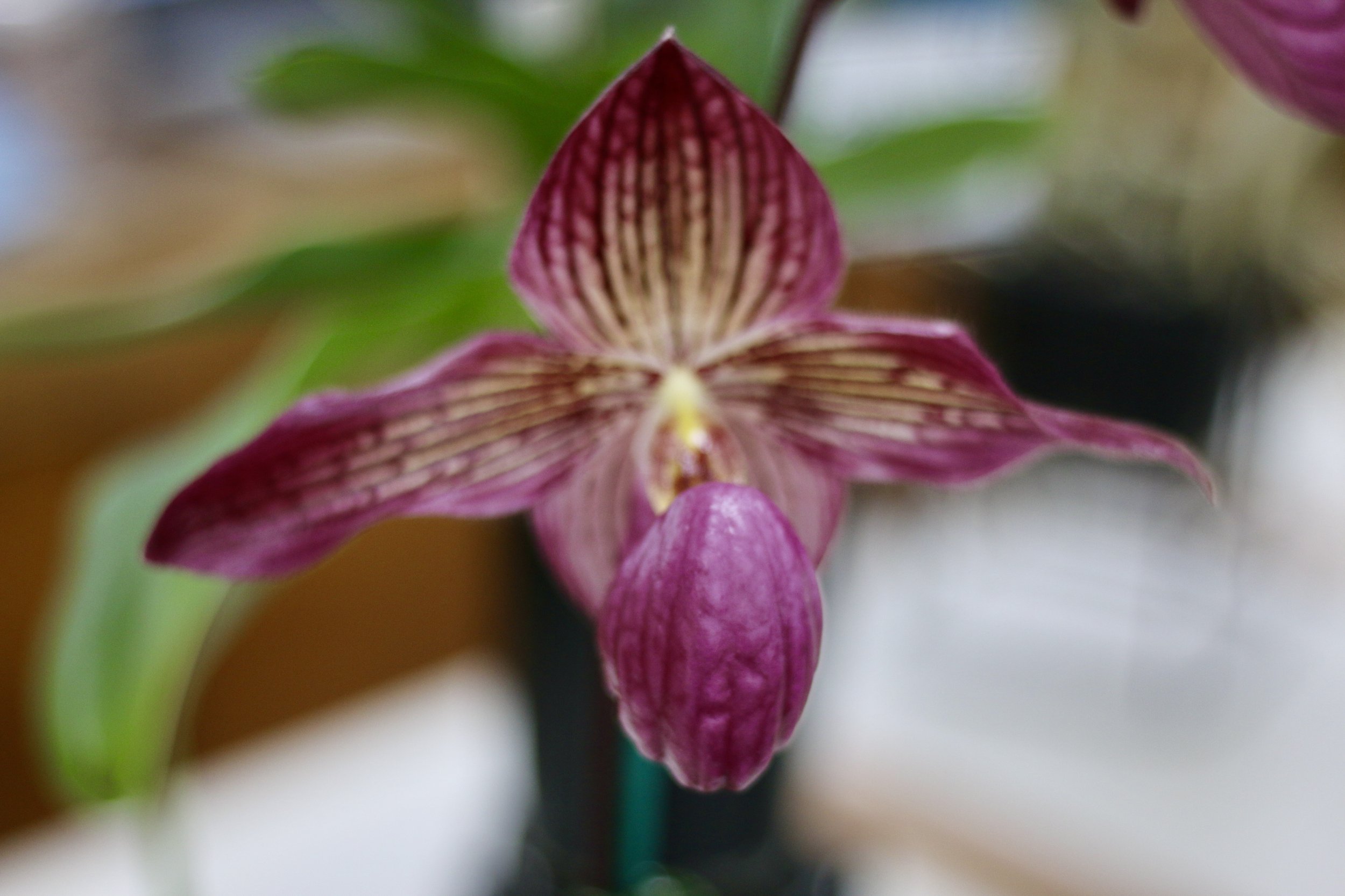 Caboolture Orchid Society Show