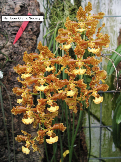 Trichocentrum stacyi