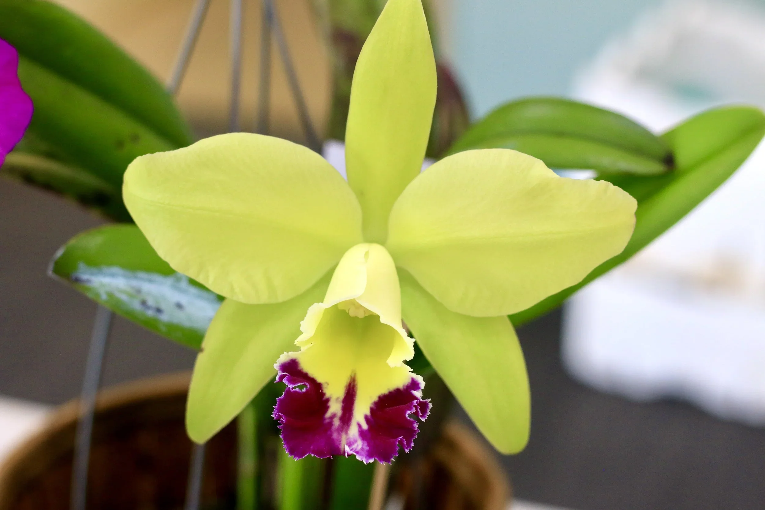 Growing orchids on the Sunshine Coast