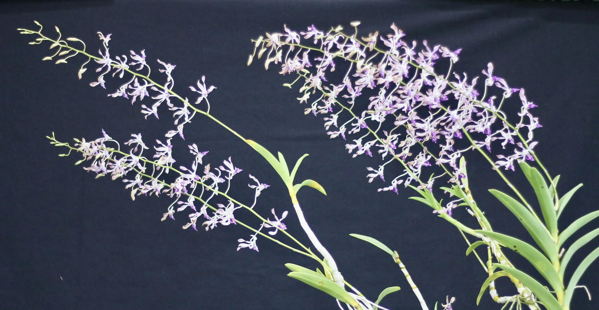 Den. Frasers Lavender Curls. Cliff.JPG