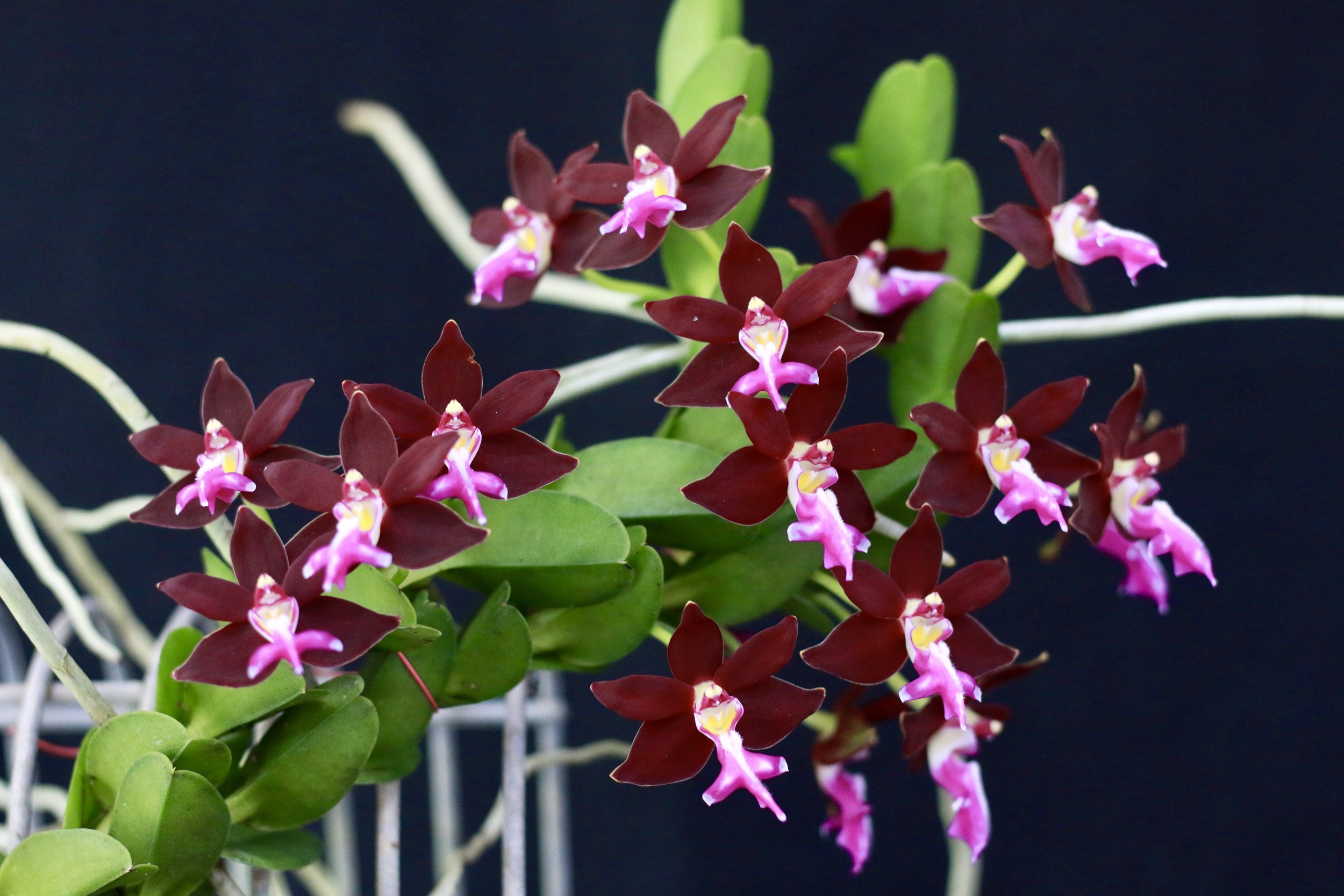 Judges Choice March . Trgl. Atropurpurea var. Daeniana .JPG