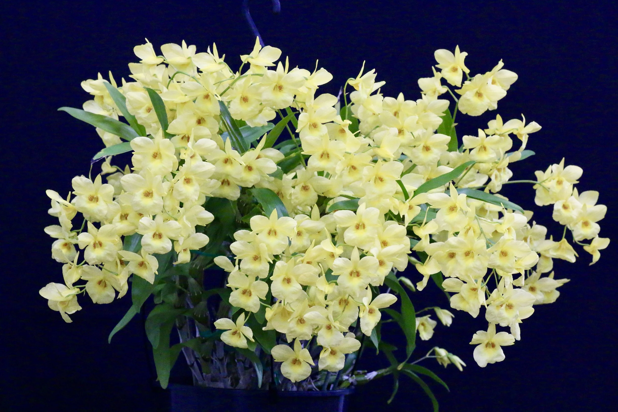 Dendrobium  Golden Aya.JPG