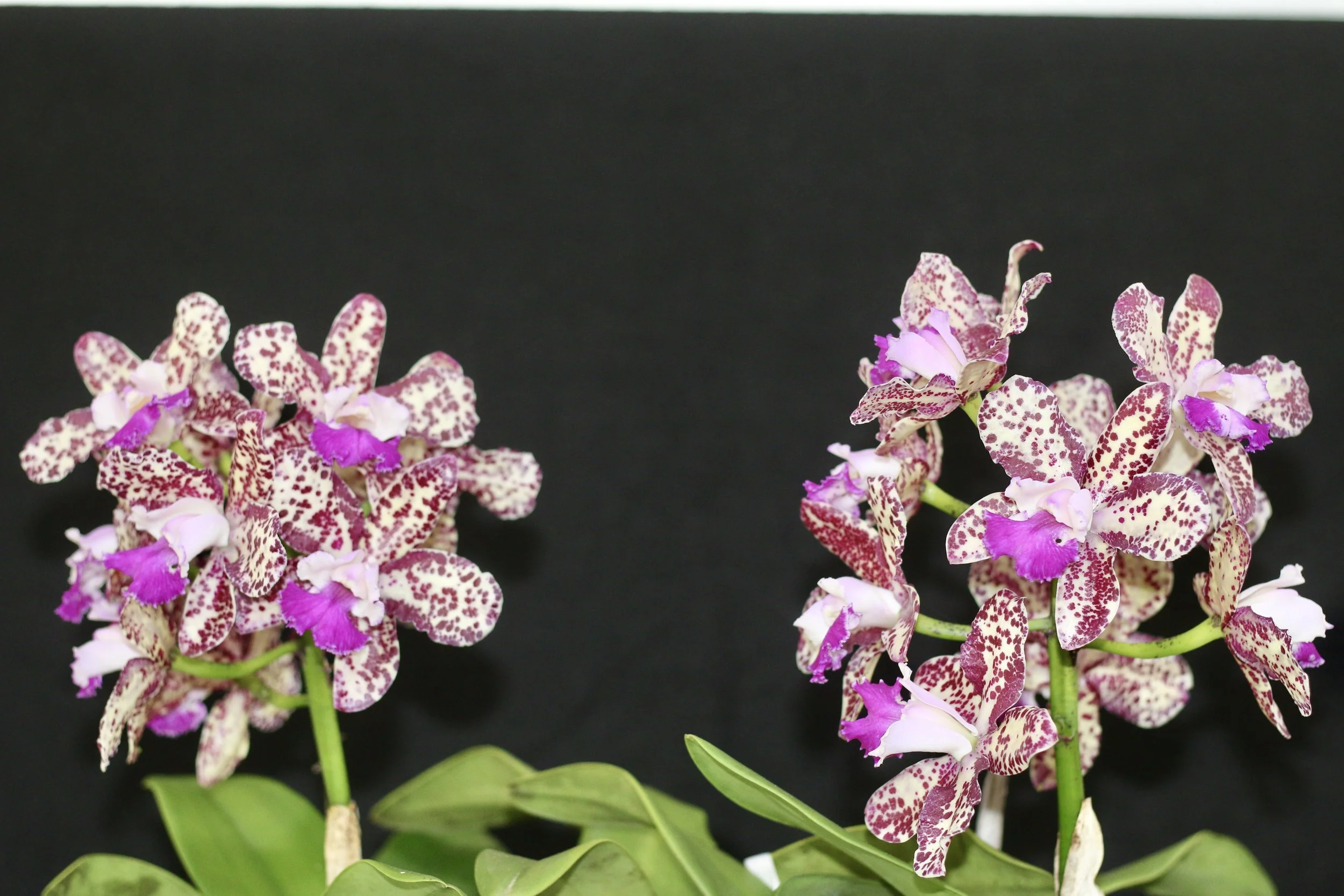 C. Caudecbec  Candy  Graham & Beryl copy.JPG