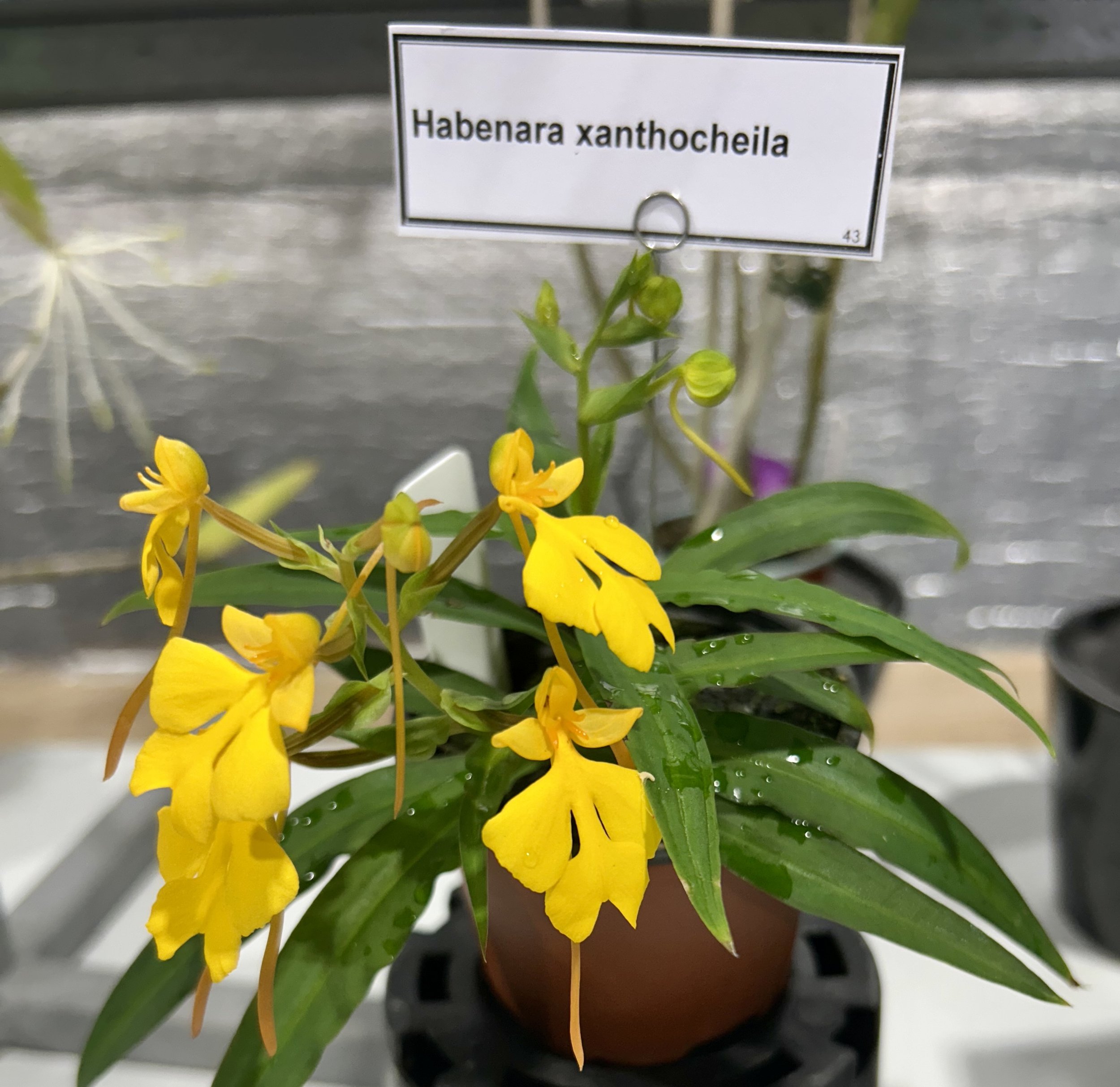 Botanical Interest  
  Habenaria xanthocheila    
Grower - John