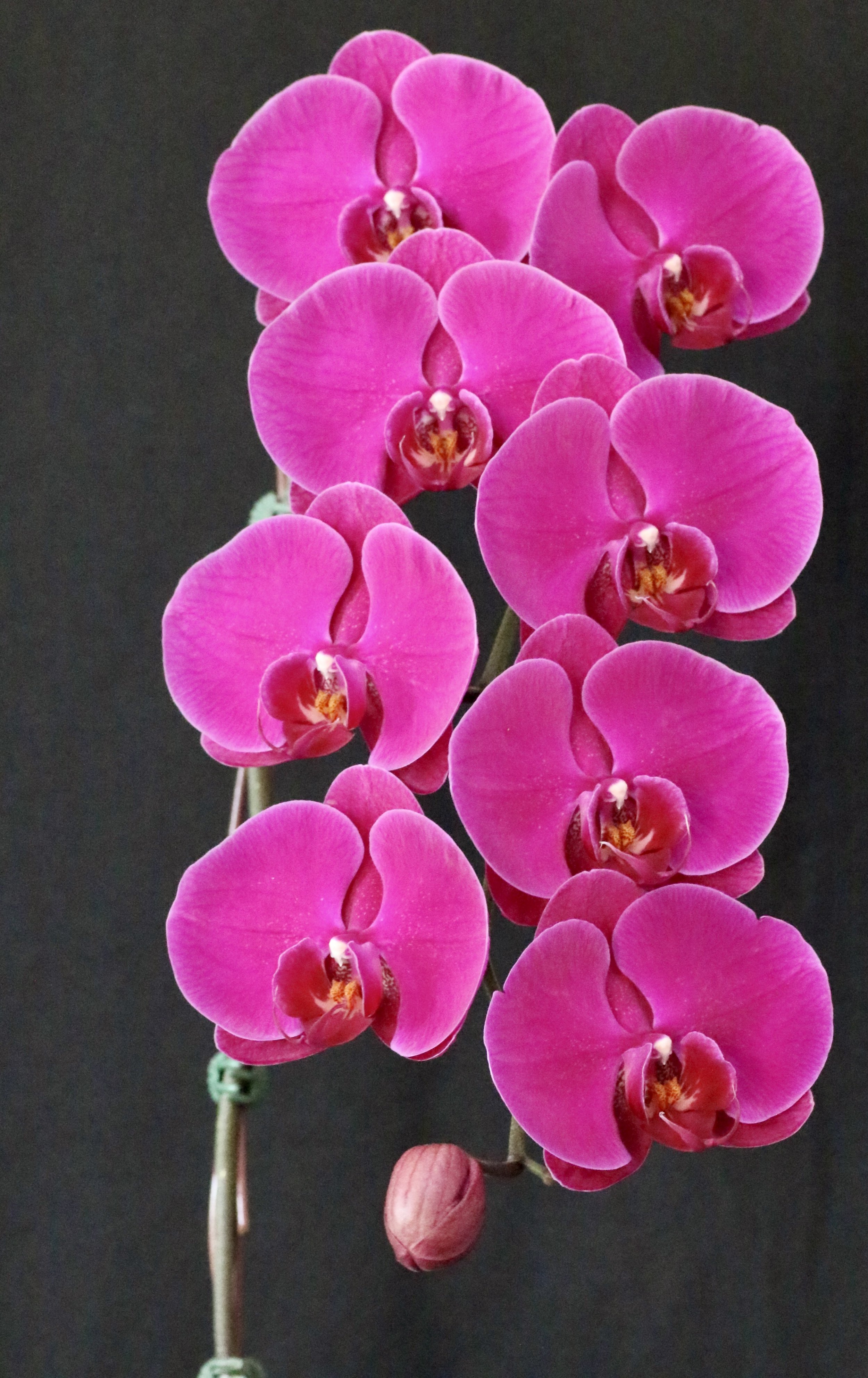 Phal, Ox Queen Peter.JPG