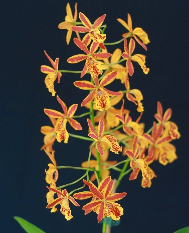 Epidendrum Volcano Trick.