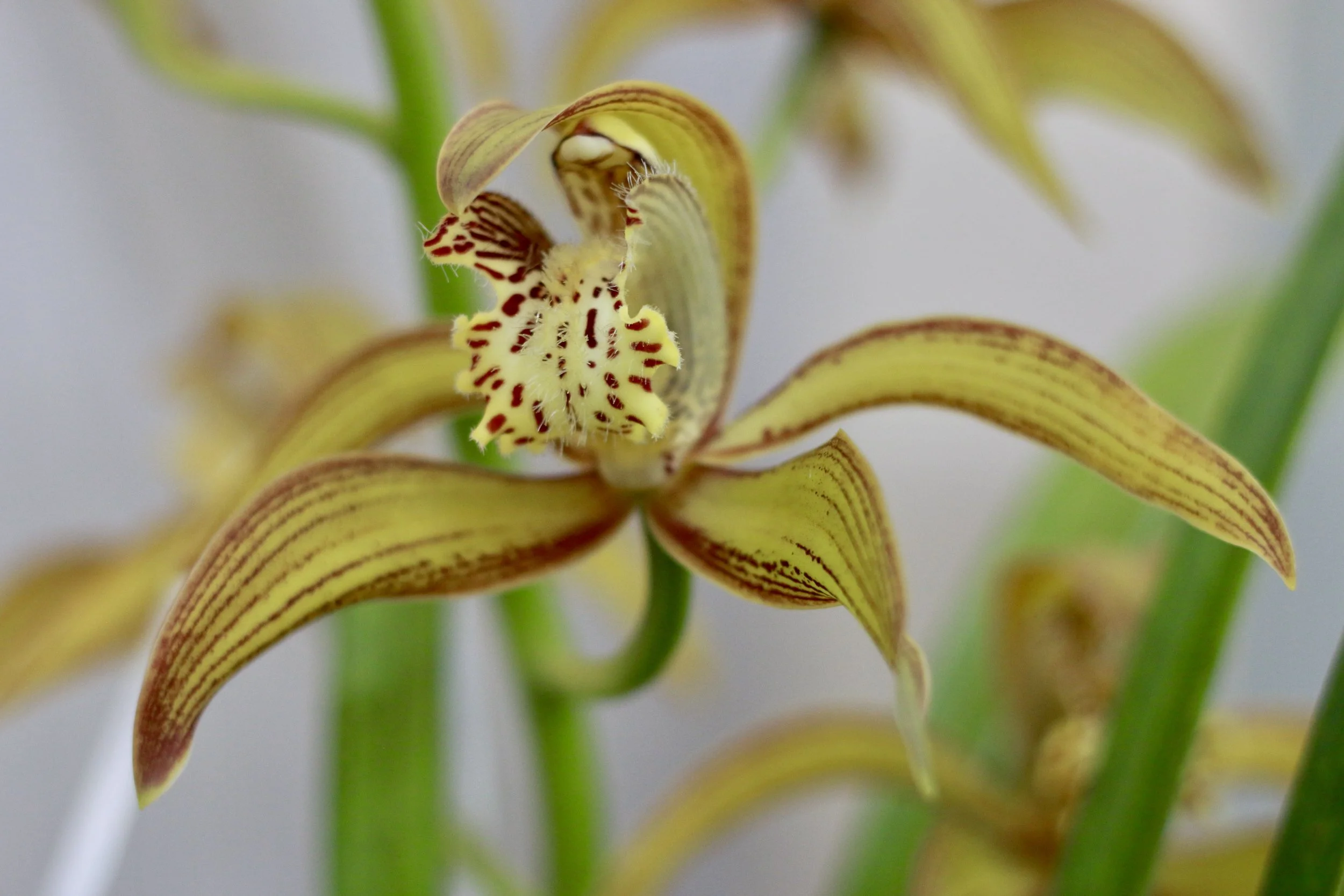 Judges Choice - August - Cymbidium tracyanum.   Luda.JPG